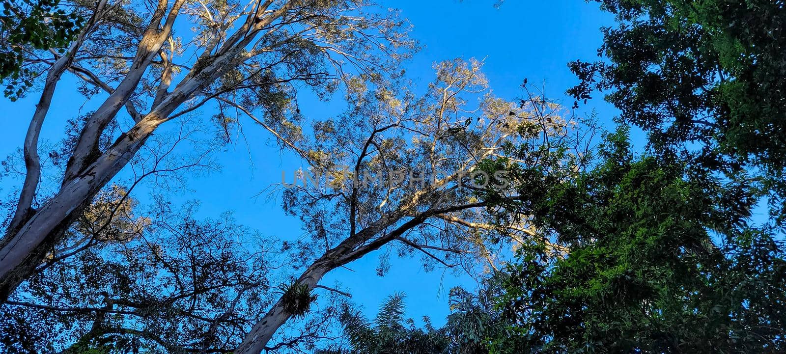 tropical tree with green leaves in forest in the interior of Brazil