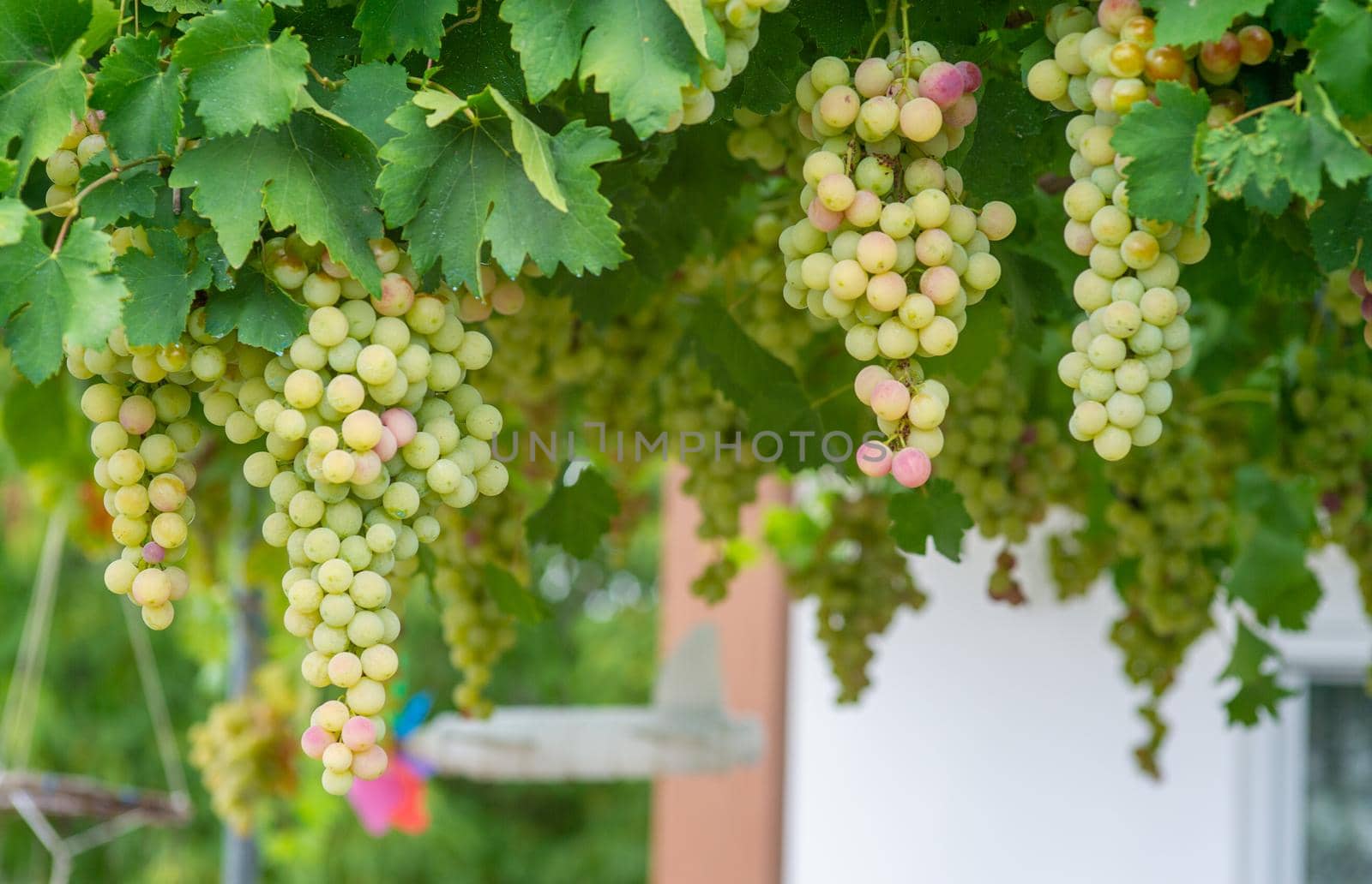 Grapes ready for picking in early autumn with almost yellow berries waiting to be picked