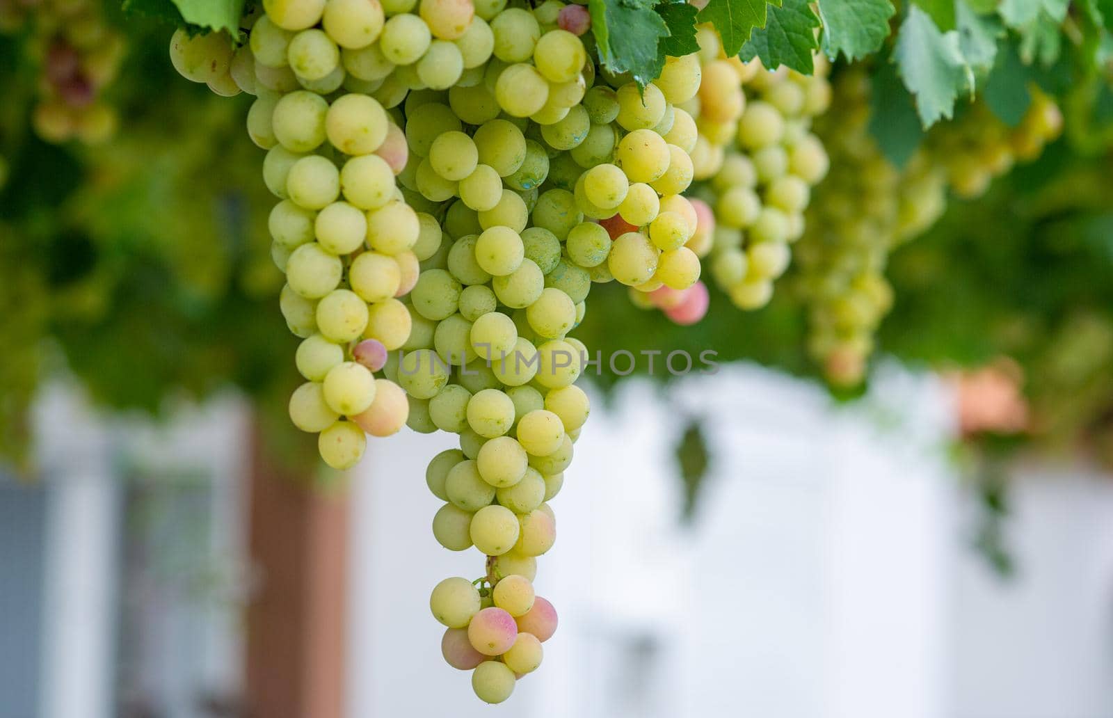 Grapes ready for picking in early autumn with almost yellow berries waiting to be picked
