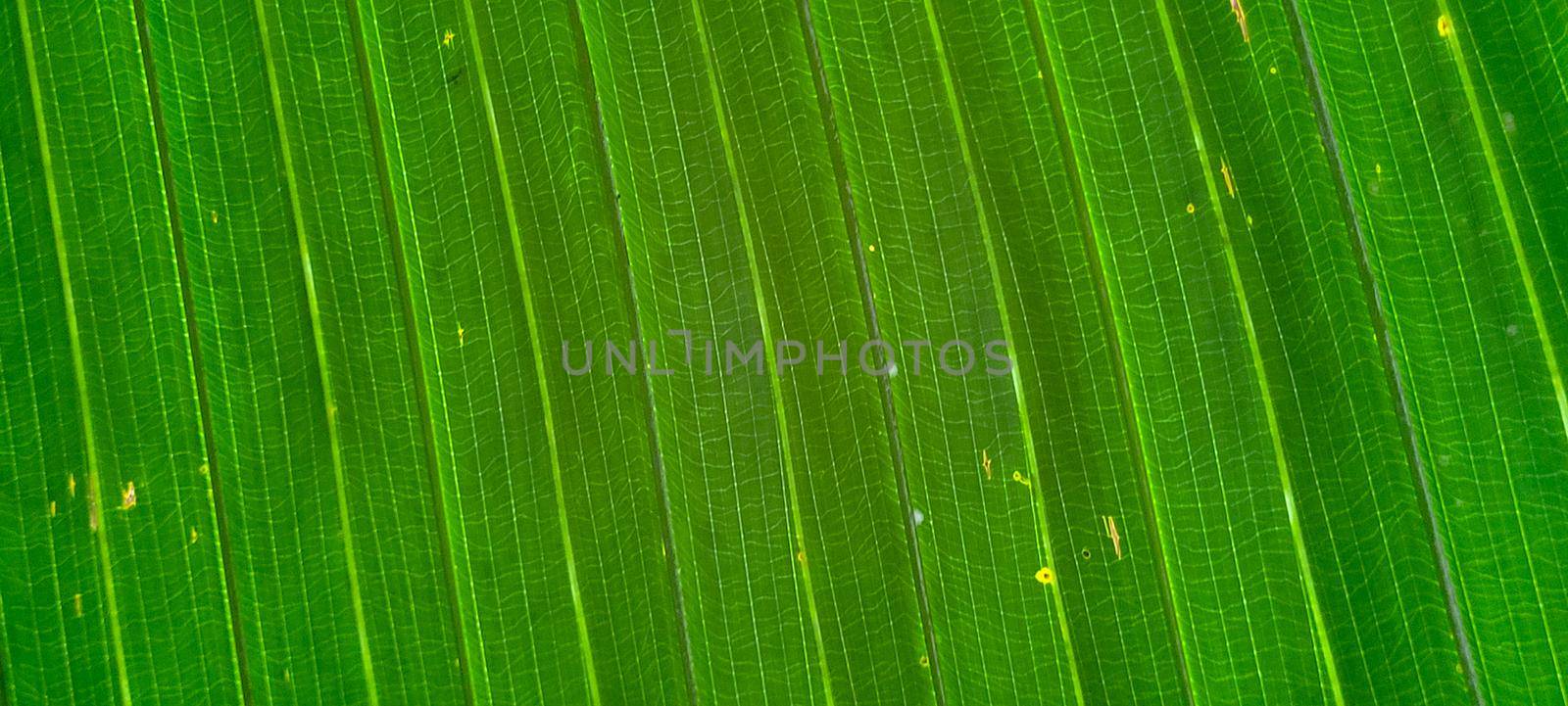green leaves beautiful tropical plants that can be used as background,shadow in brazil