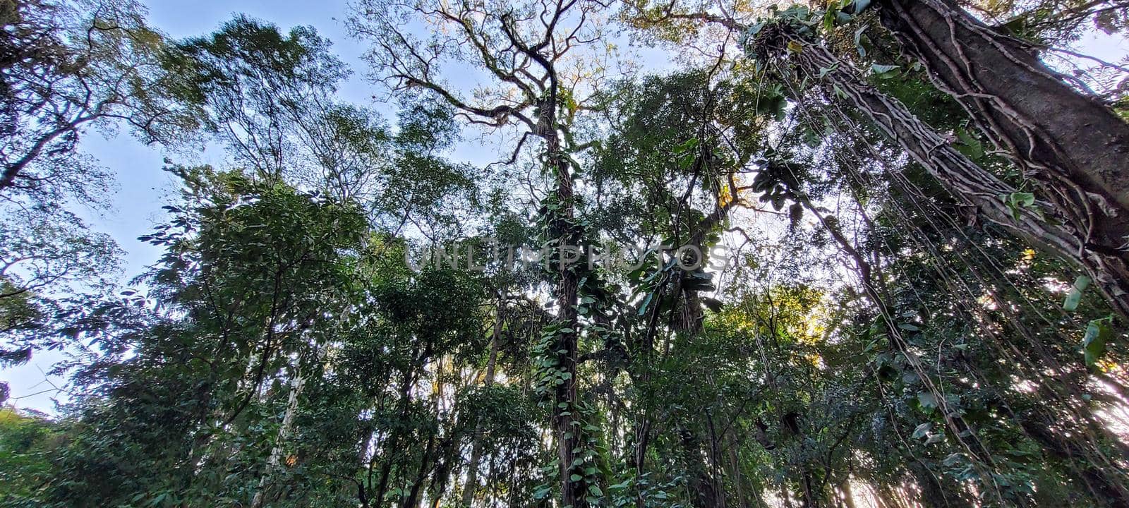 tropical tree with green leaves in forest in the interior of Brazil