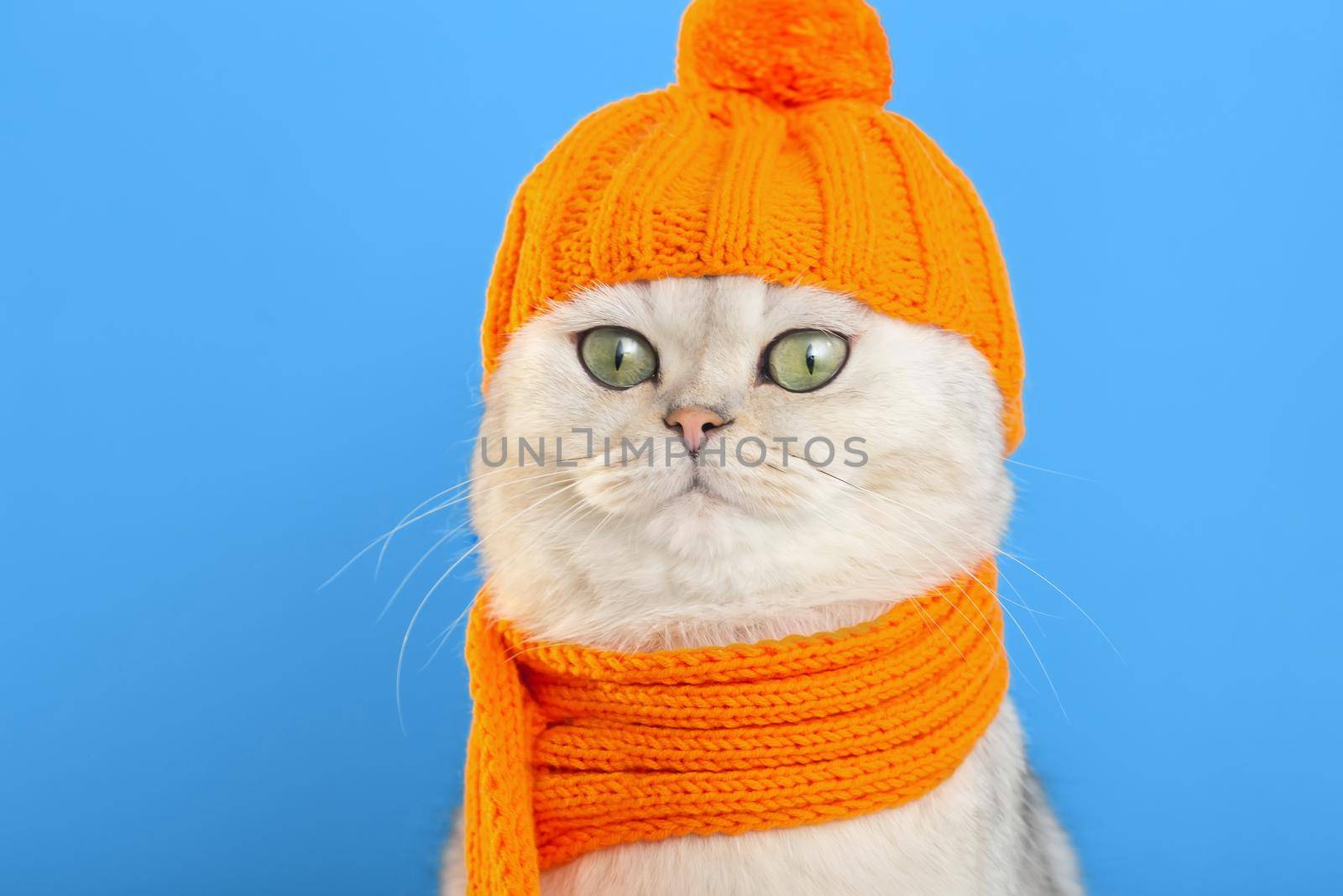 close up of a funny white cat, sitting in an orange knitted hat and scarf, on a blue background. copy space
