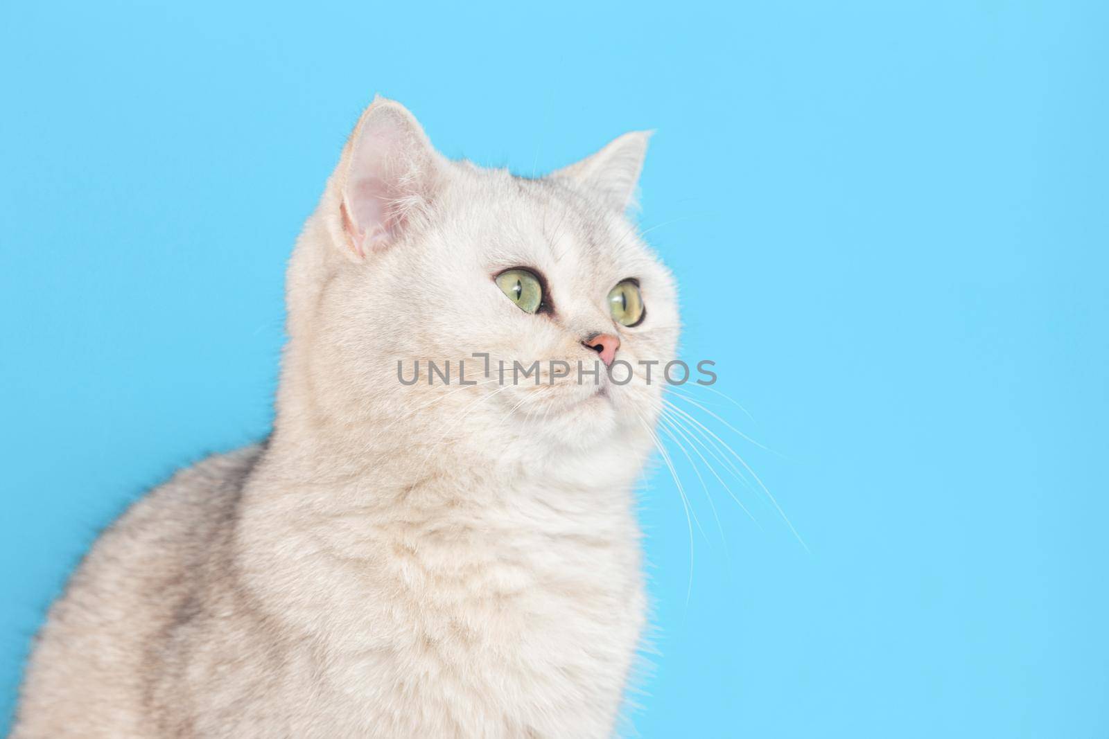 adorable white cat, sits on a blue background looks up to the right. Copy space