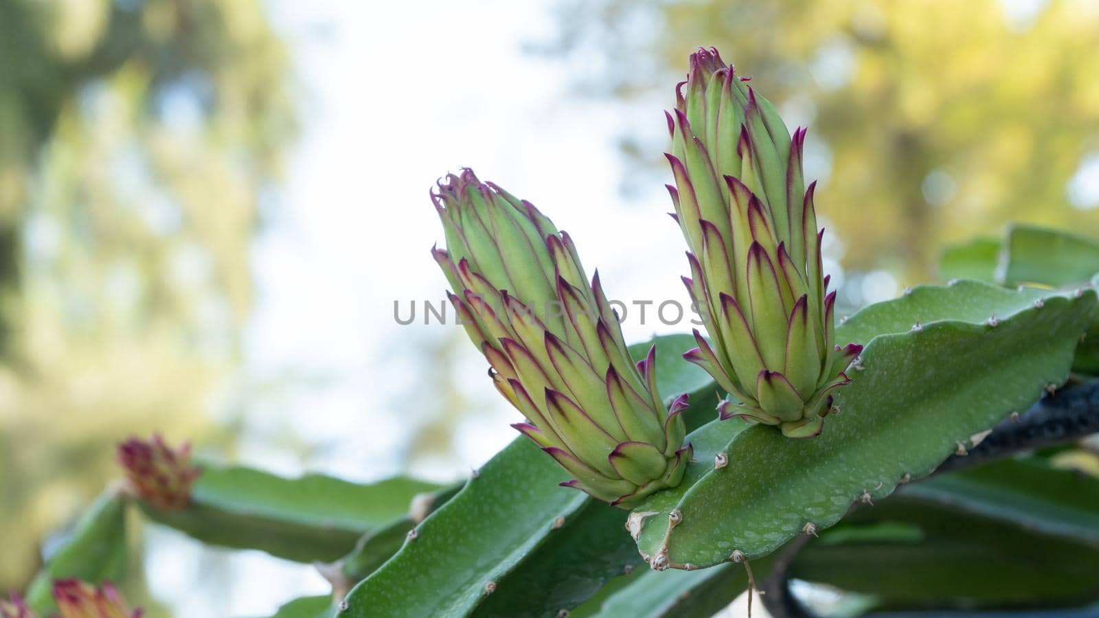 Cactus flower buds close-up, plant background by voktybre