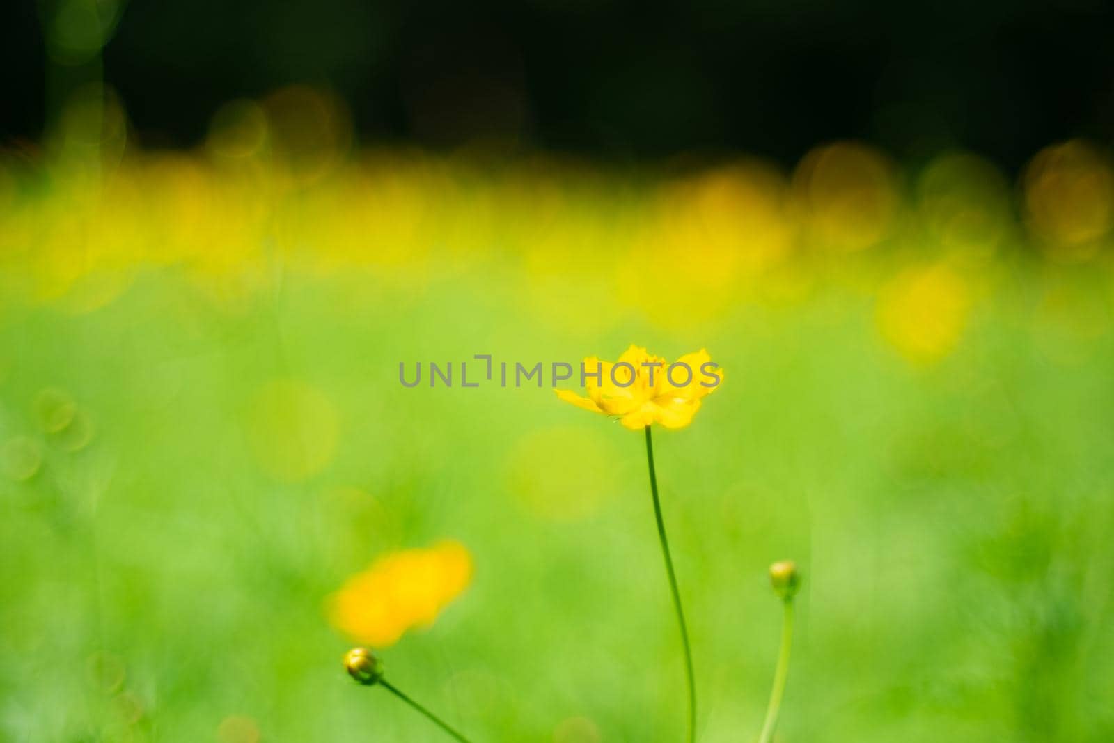 Yellow cosmos flowers with nature landscape background. cosmos flower close up view