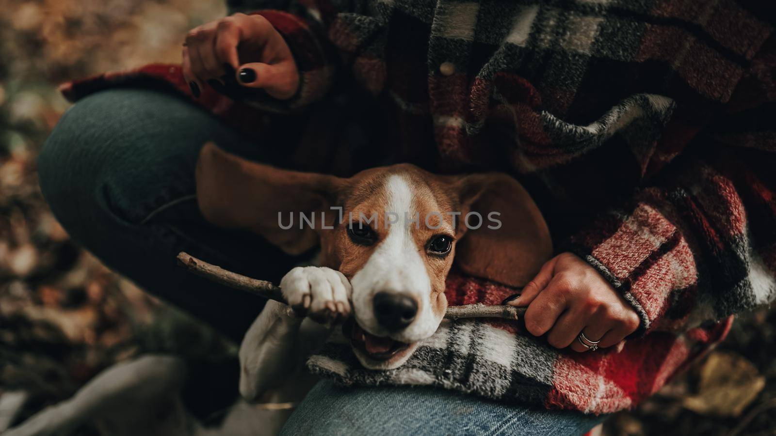 Funny little beagle puppy with twig in teeth. Woman playing with dog, stroking it on autumn nature backdrop. Happy lovely pet, new member of family. . High quality photo