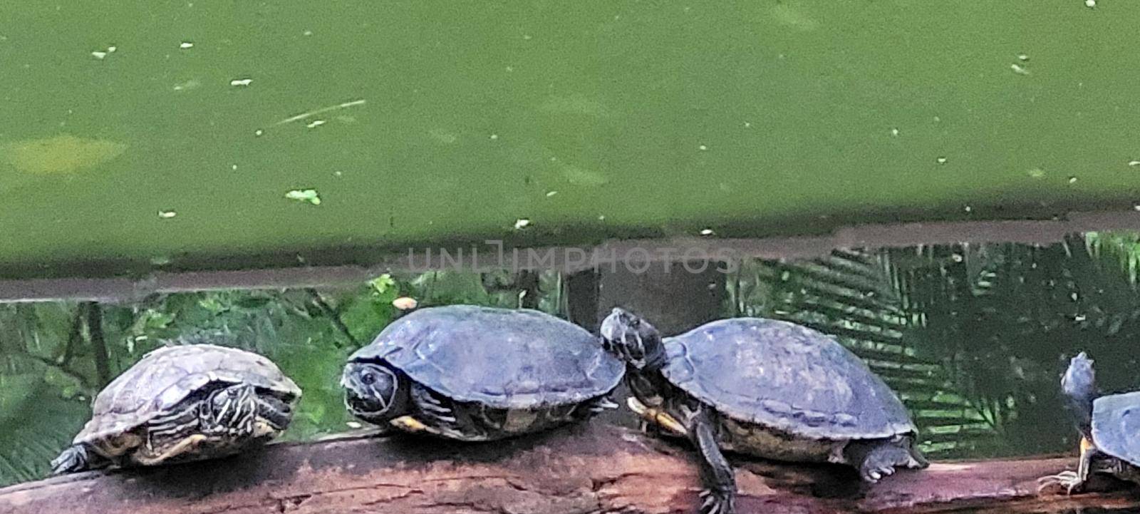 turtles in tropical lake leaning on logs by sarsa