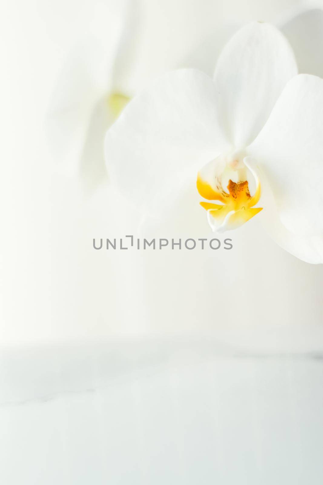 Blooming, branding and botanical concept - White orchid flower in bloom, abstract floral blossom art background and flowers in nature for wedding invitation and luxury beauty brand holiday design
