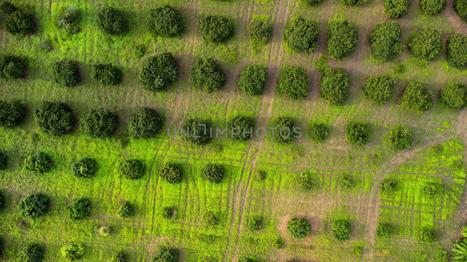Aerial view of Cultivation trees and plantation in outdoor nursery. Beautiful agricultural garden. Cultivation business. Natural landscape background.