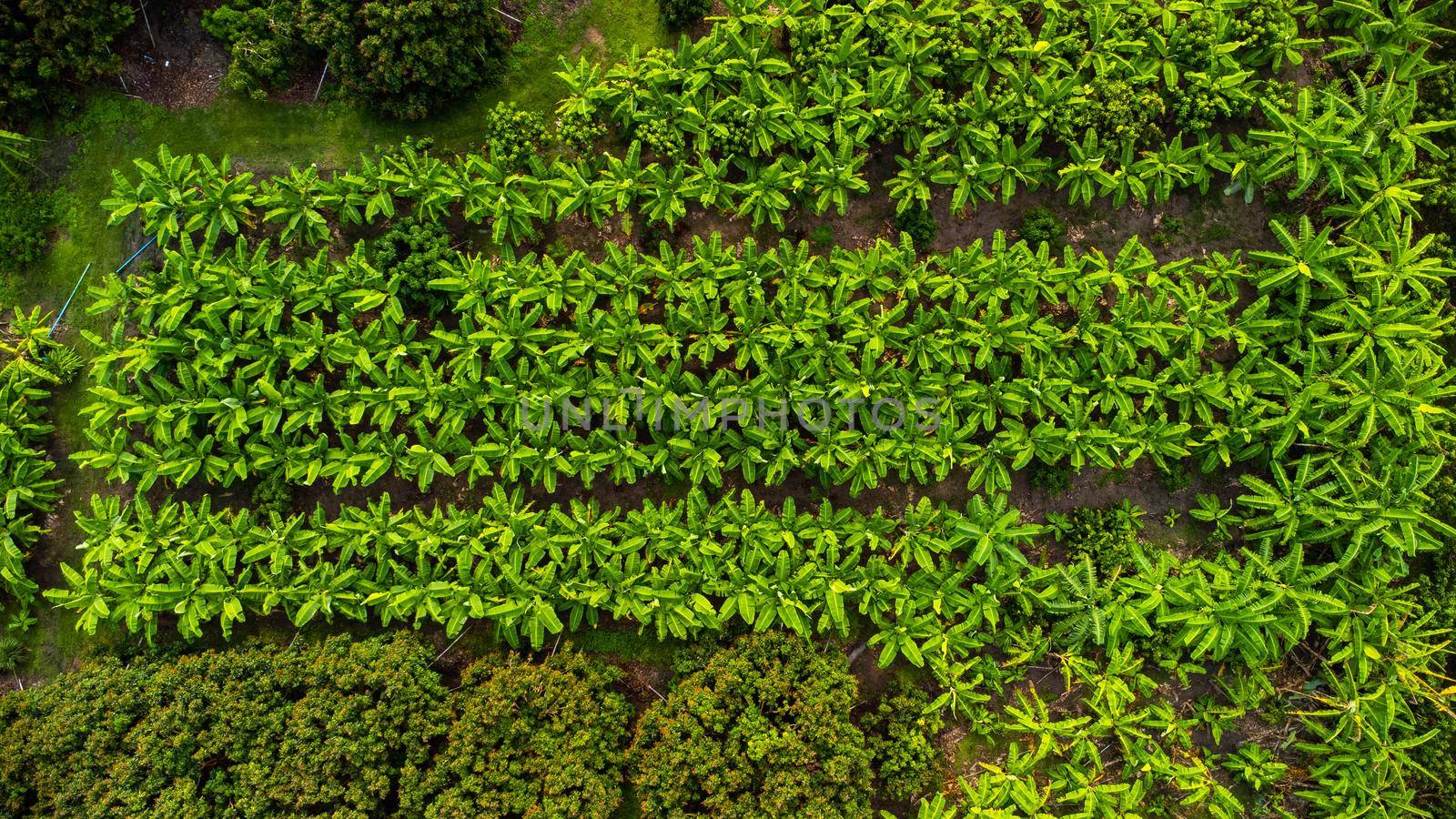 Aerial view of Cultivation trees and plantation in outdoor nursery. Banana plantation in rural Thailand. Cultivation business. Natural landscape background. by TEERASAK