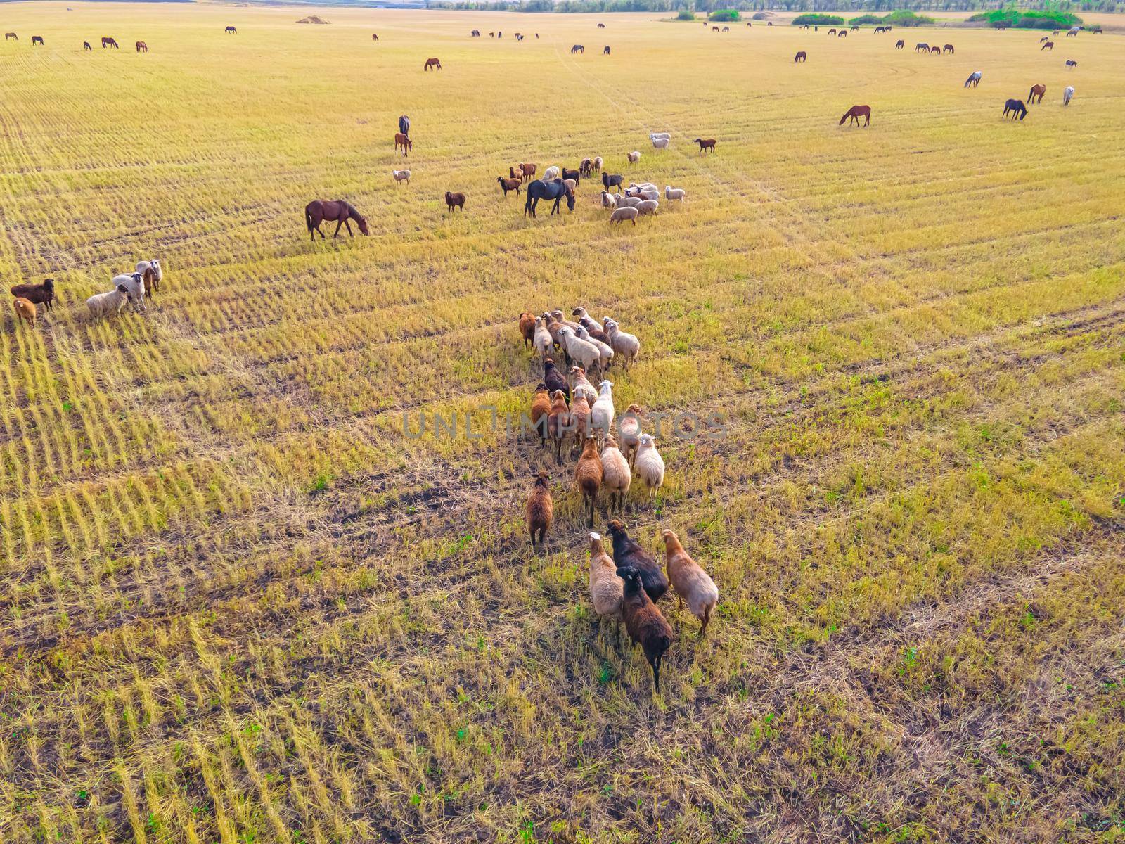 A herd of sheep, rams, lambs and horses graze in a meadow. Walking and grazing of pets on the farm and ranch. Livestock is eating grass in a clearing.View of sheep from a drone,aerial photography