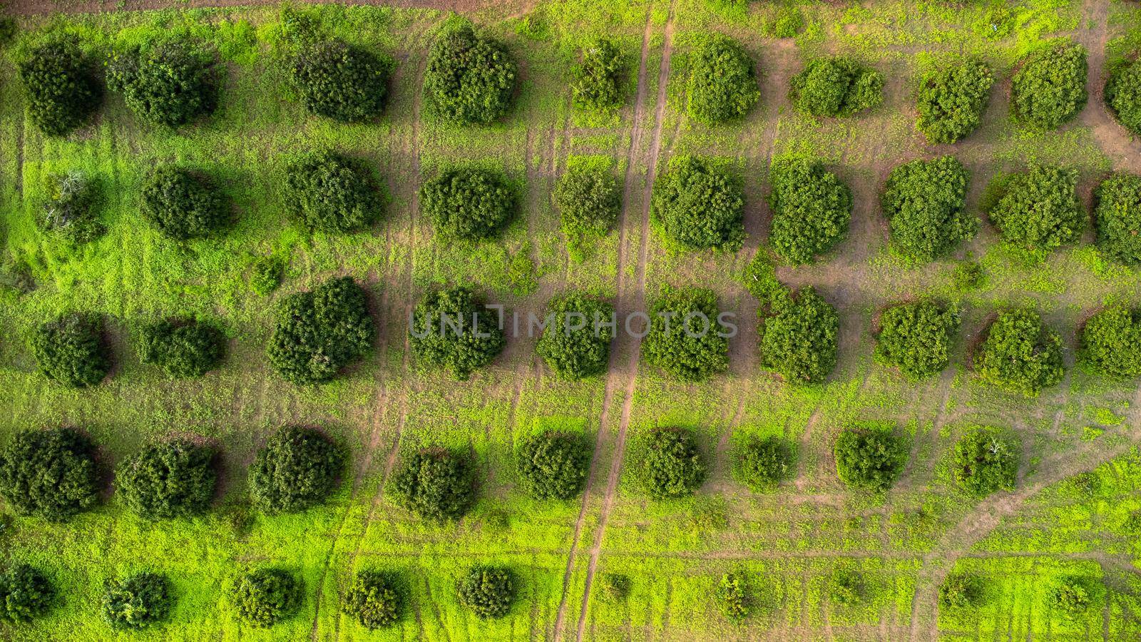 Aerial view of Cultivation trees and plantation in outdoor nursery. Beautiful agricultural garden. Cultivation business. Natural landscape background. by TEERASAK