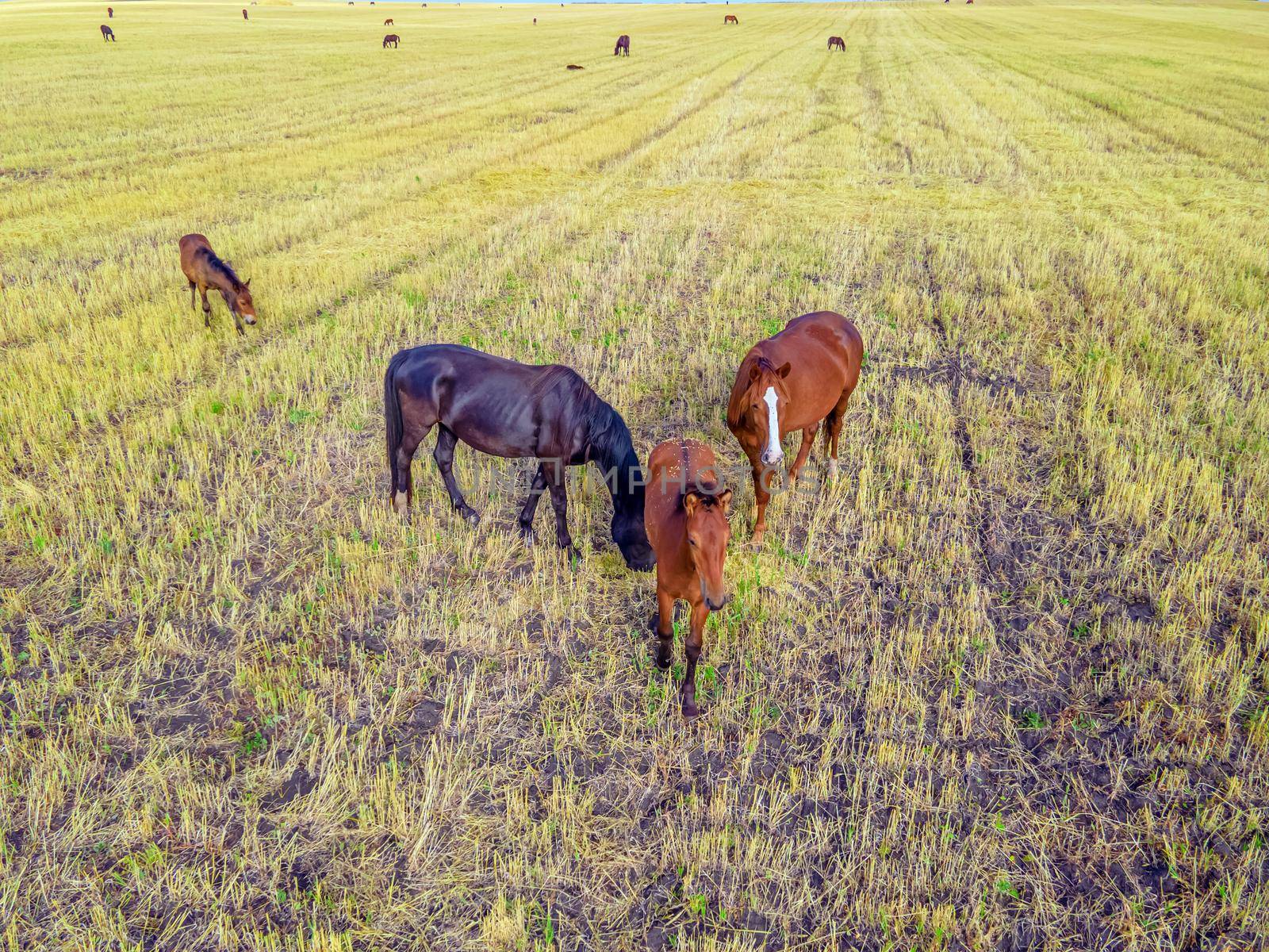 Horses grazing grass in a meadow.Domestic farm horses are mammals grazing in green fields.Mares with foals graze on the farm. Wildlife and animals on lea.Farm animals of thoroughbred  horses.Breeding by YevgeniySam