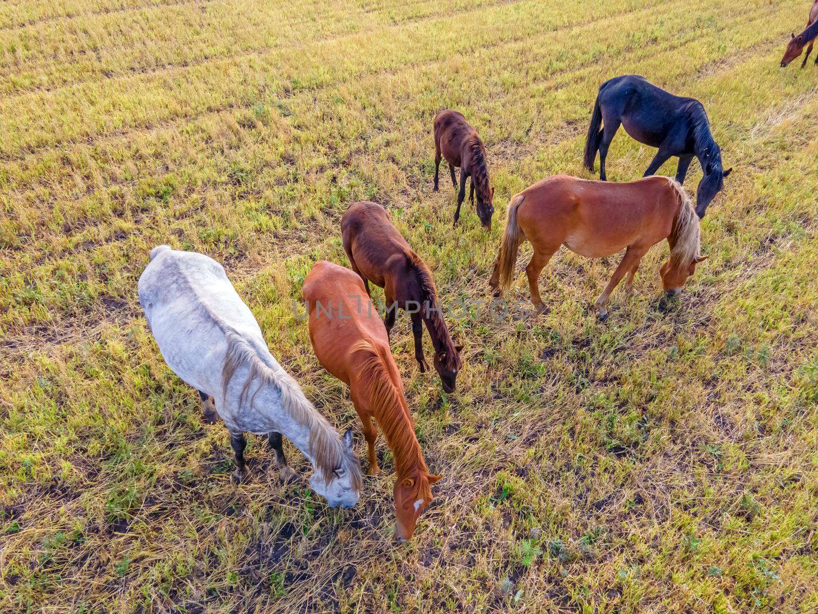 Horses grazing grass in a meadow.Domestic farm horses are mammals grazing in green fields.Mares with foals graze on the farm. Wildlife and animals on lea.Farm animals of thoroughbred  horses.Breeding by YevgeniySam