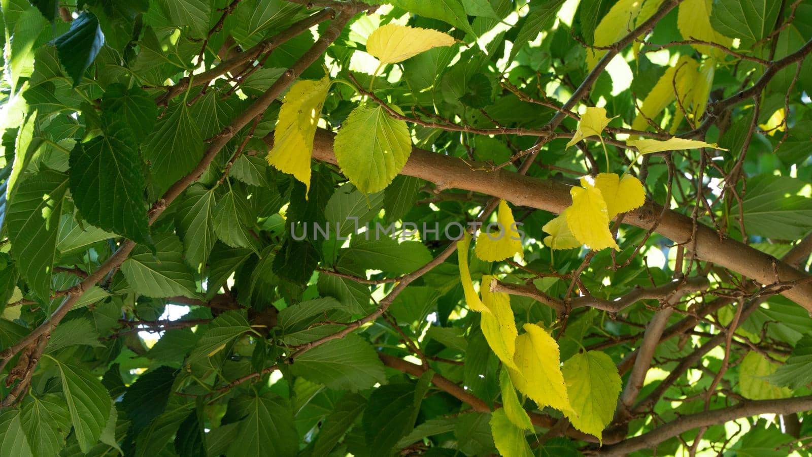 Tree branch with green and yellow leaves, vegetable autumn background by voktybre