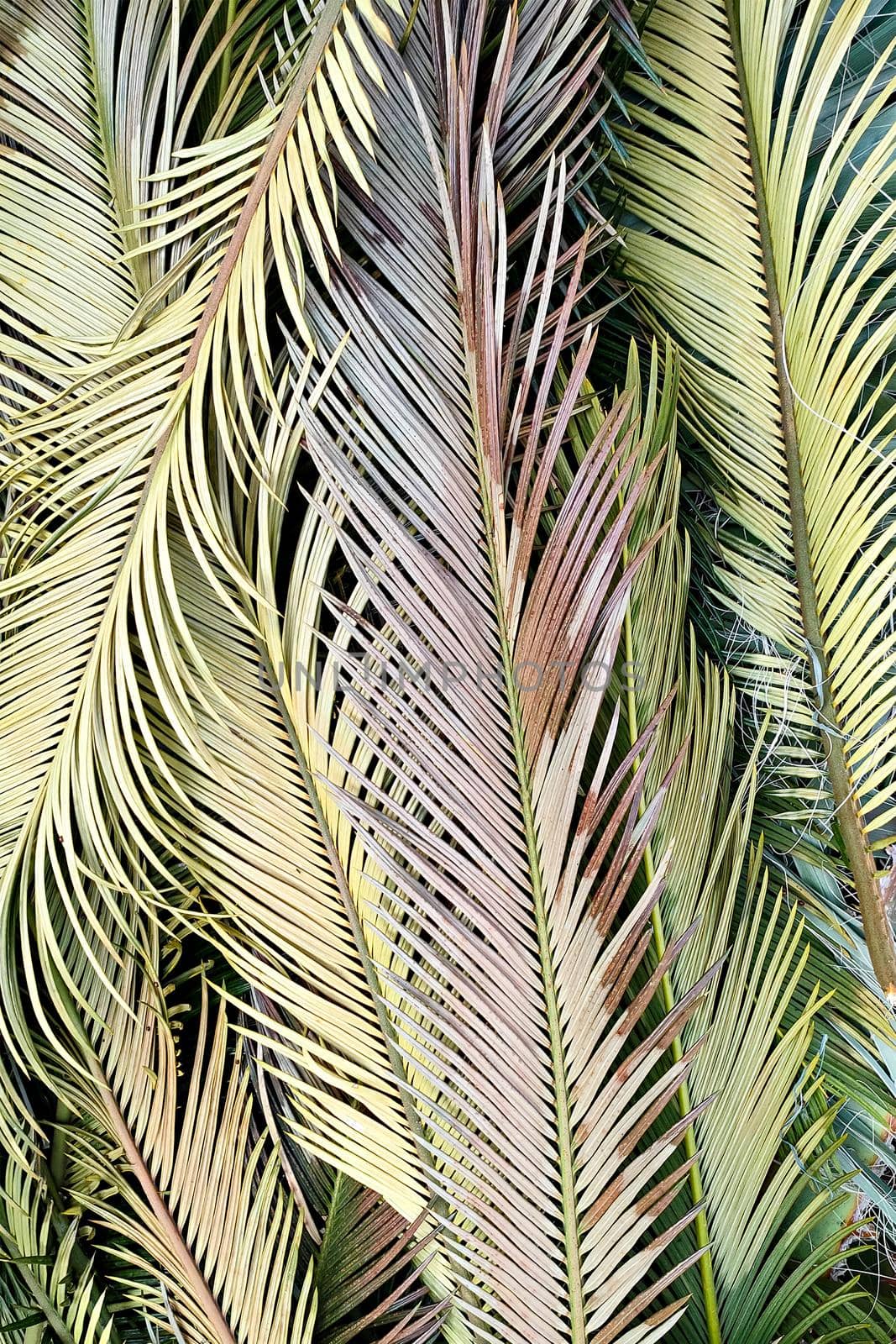 Multicolored exotic palm leaves, tropical background, close-up, flatlay, vertical frame by Laguna781