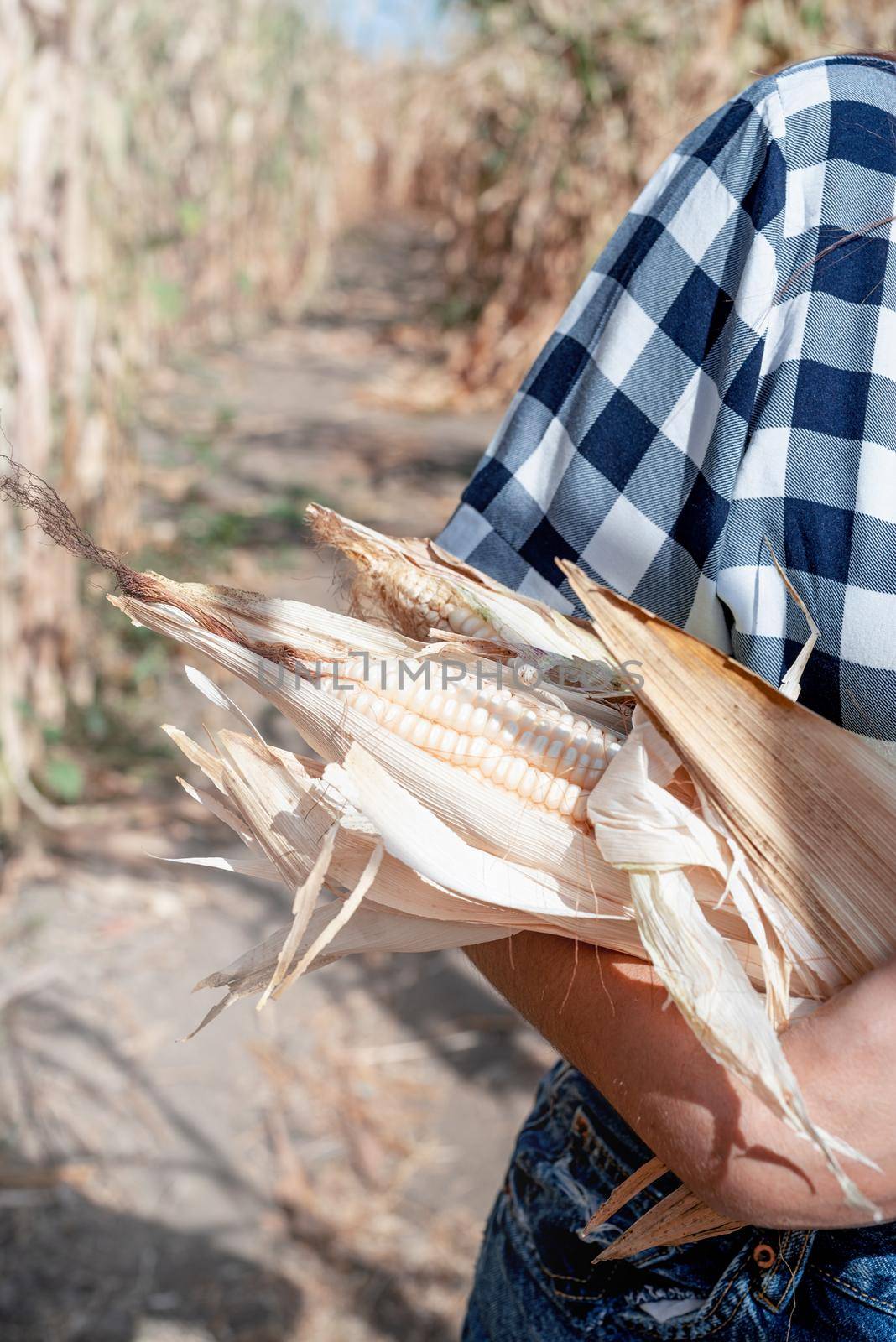 agriculture and cultivation concept. Countryside. female farmer hands holding corn cubs against corn field