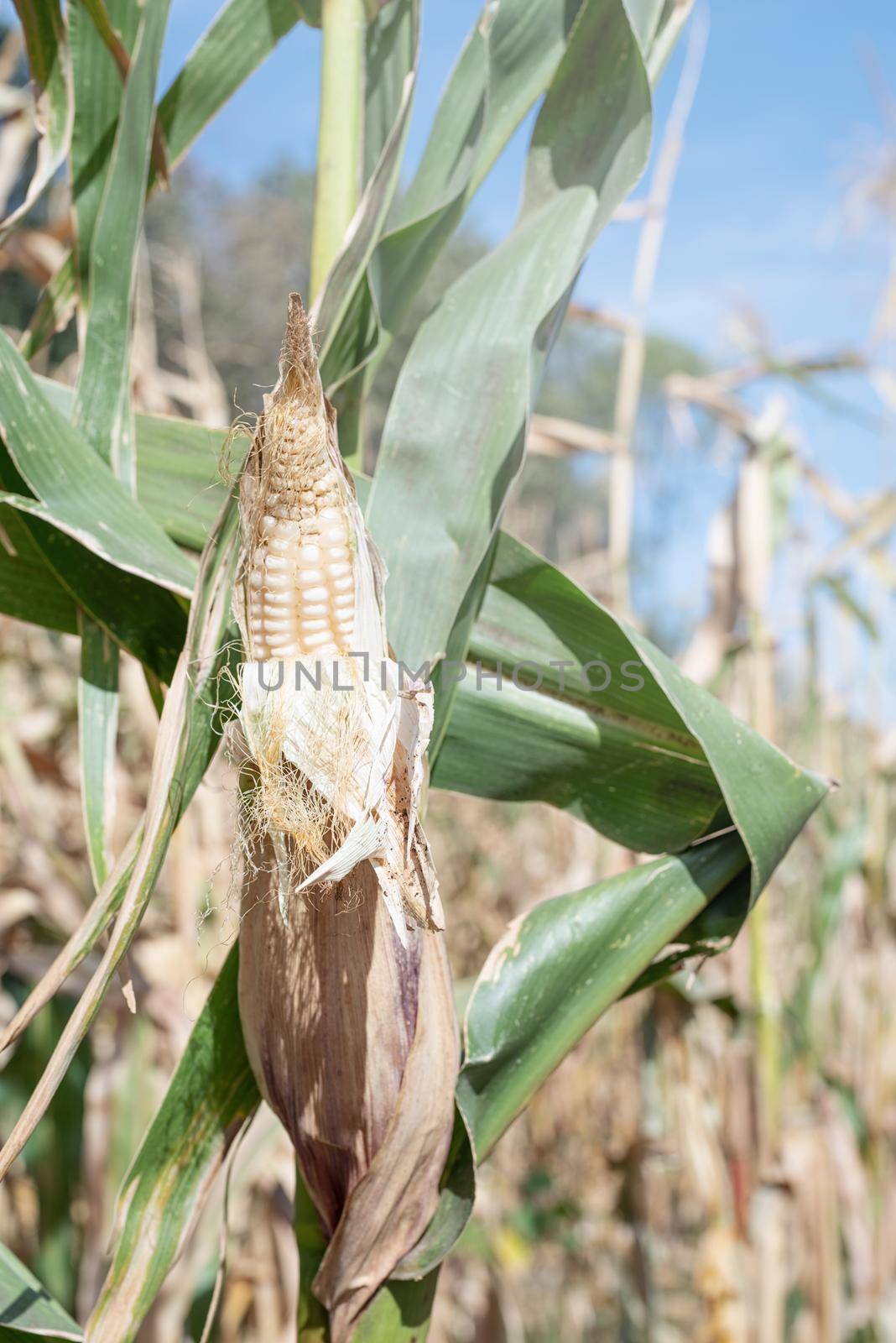 agriculture and cultivation concept. Countryside. corn crop in countryside, against sky