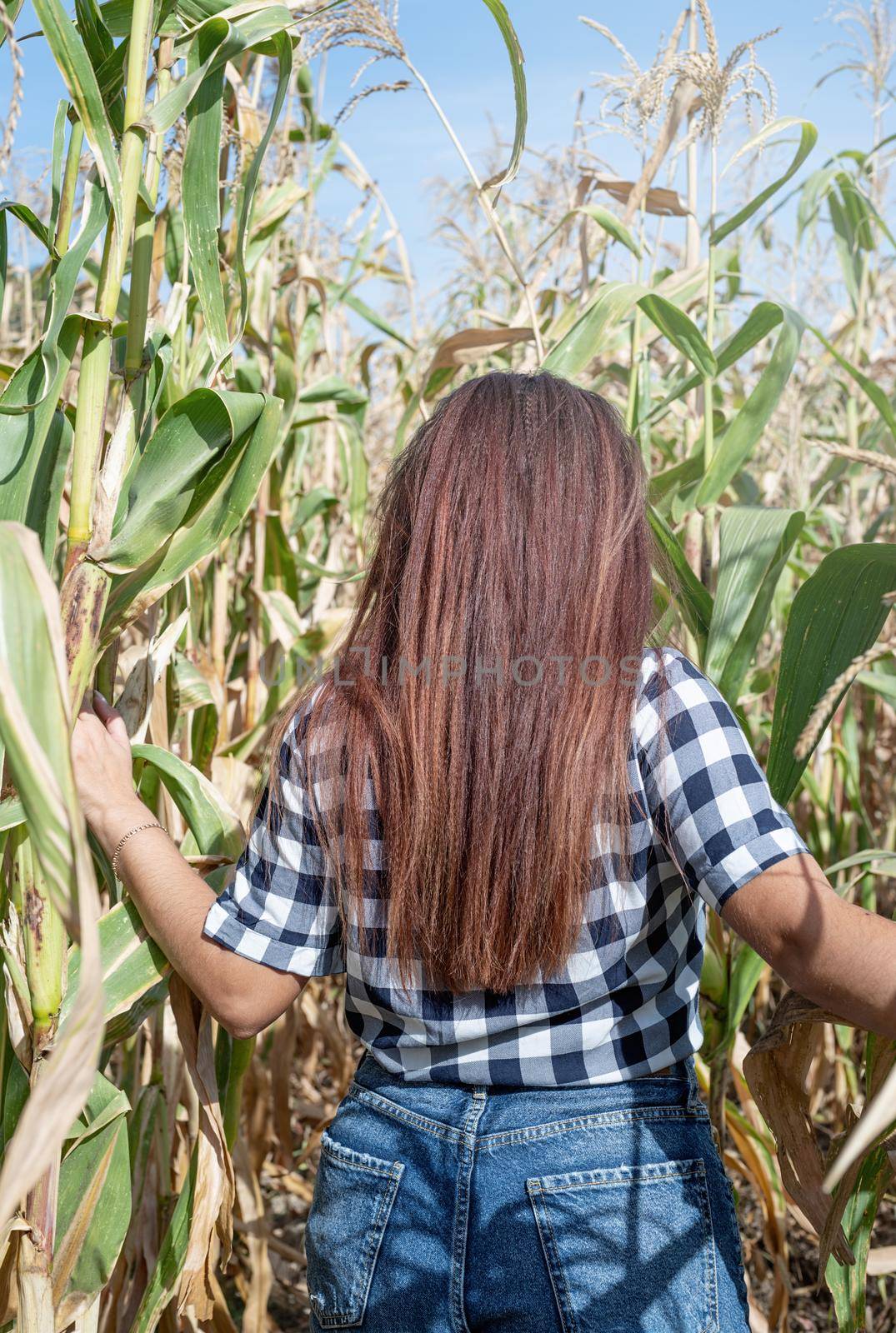 Cheerful female caucasian woman in the corn crop, view from behind by Desperada