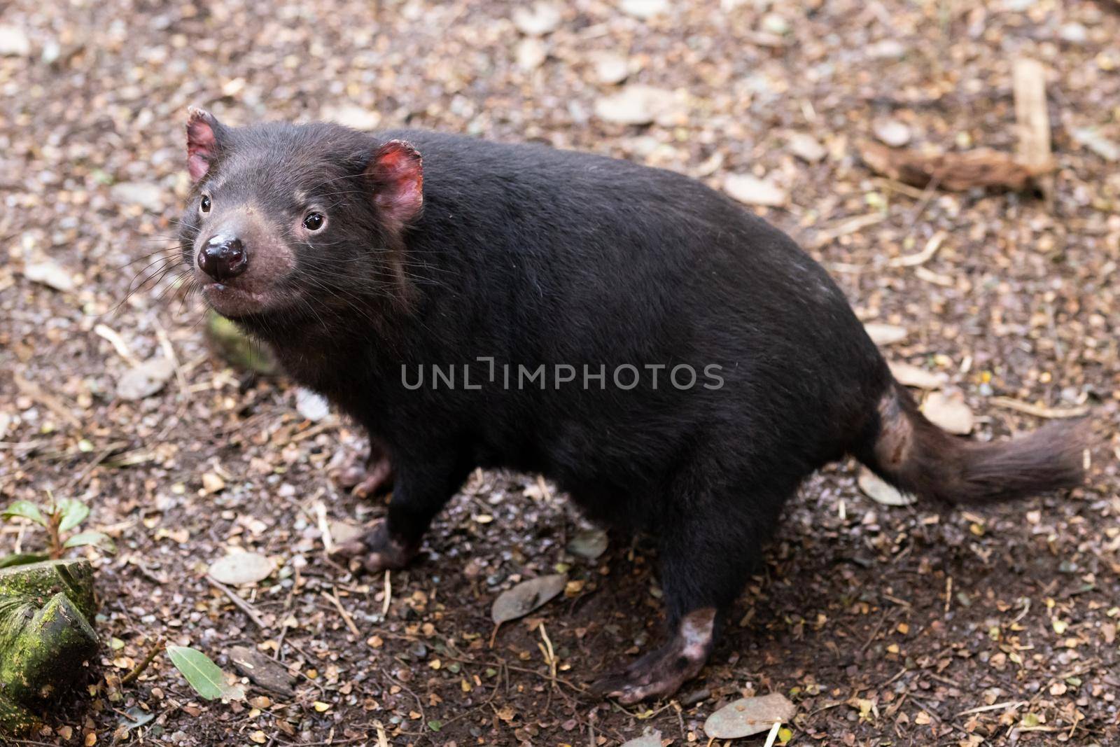 The iconic Tasmanian Devil in a natural environment on a cool spring day near Cradle Mountain, Tasmania, Australia