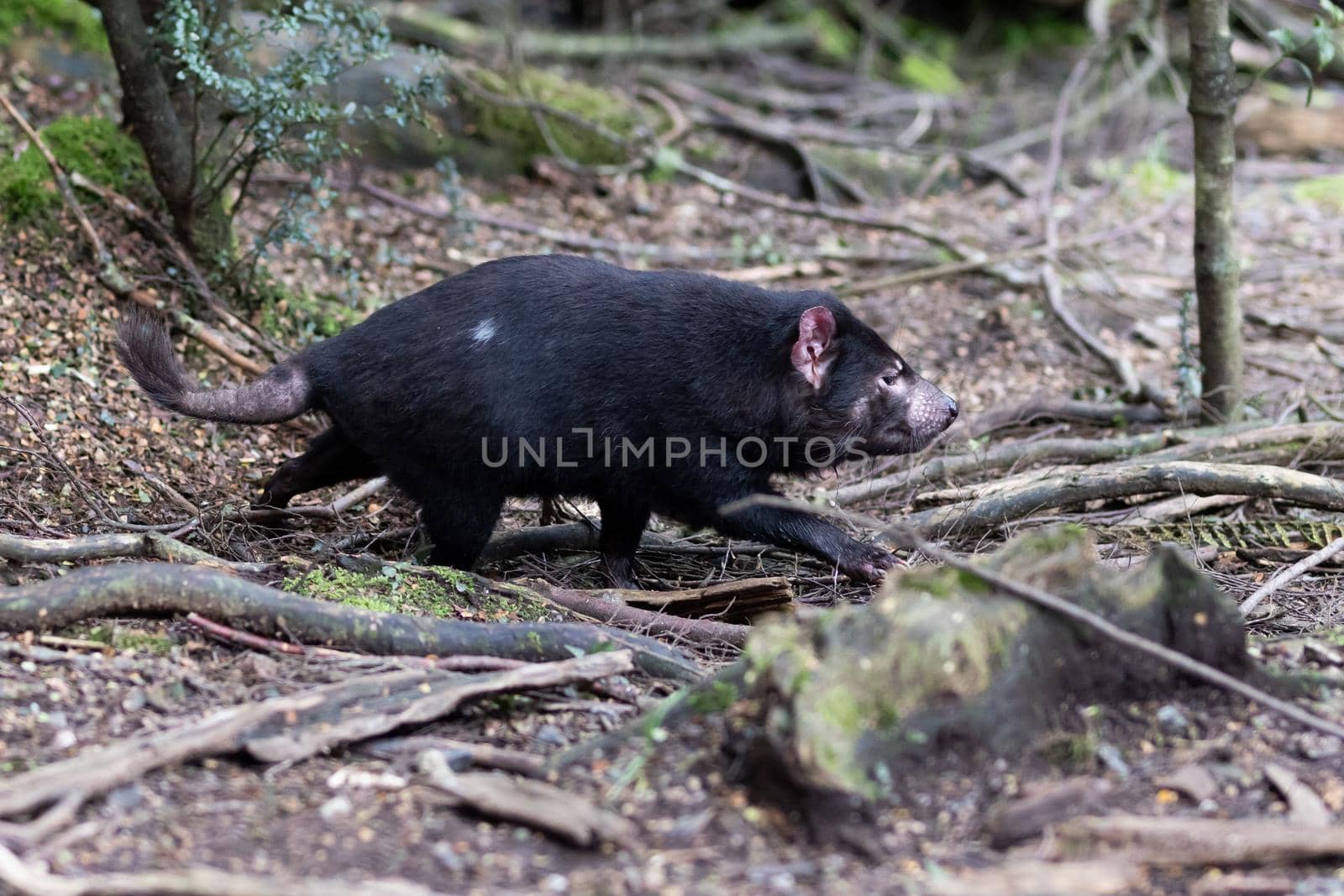 The iconic Tasmanian Devil in a natural environment on a cool spring day near Cradle Mountain, Tasmania, Australia