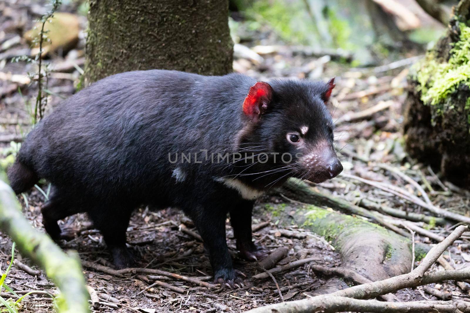 The iconic Tasmanian Devil in a natural environment on a cool spring day near Cradle Mountain, Tasmania, Australia