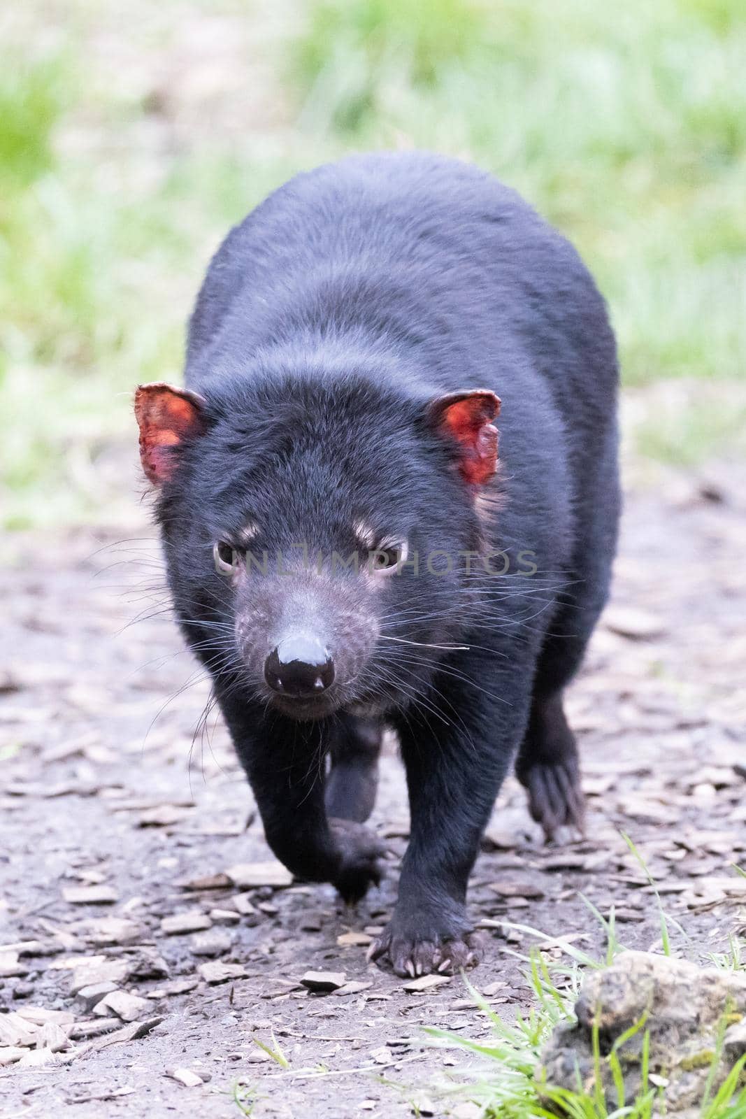 The iconic Tasmanian Devil in a natural environment on a cool spring day near Cradle Mountain, Tasmania, Australia