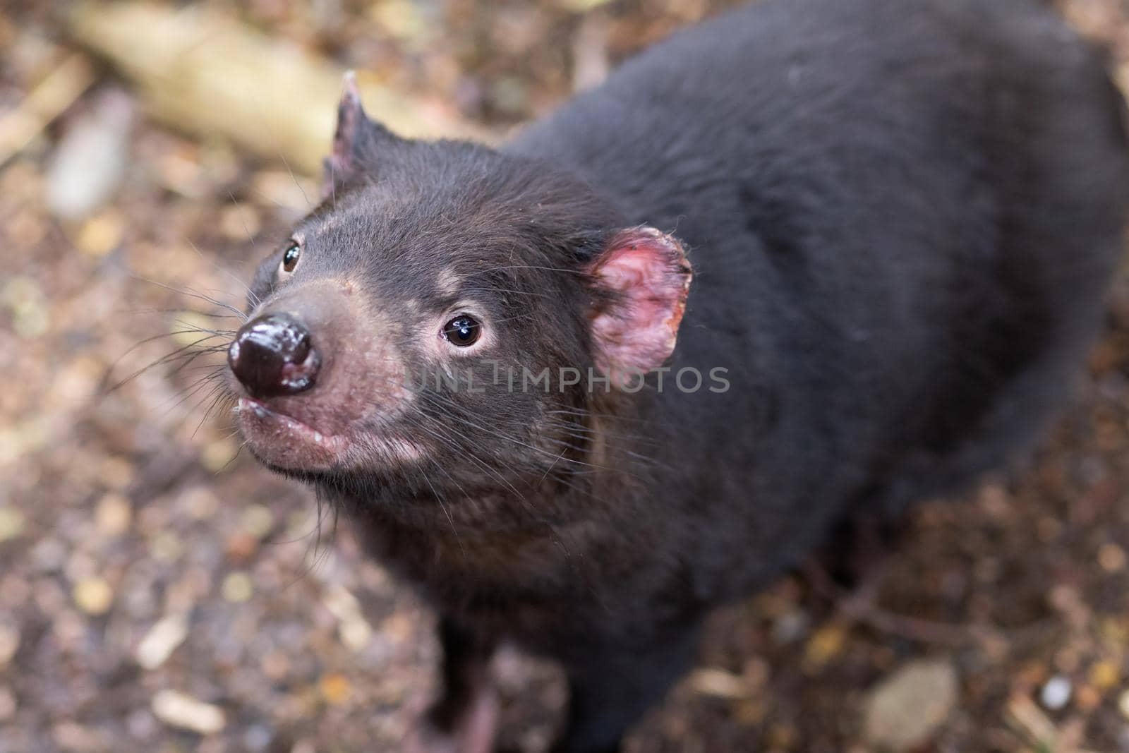 The iconic Tasmanian Devil in a natural environment on a cool spring day near Cradle Mountain, Tasmania, Australia