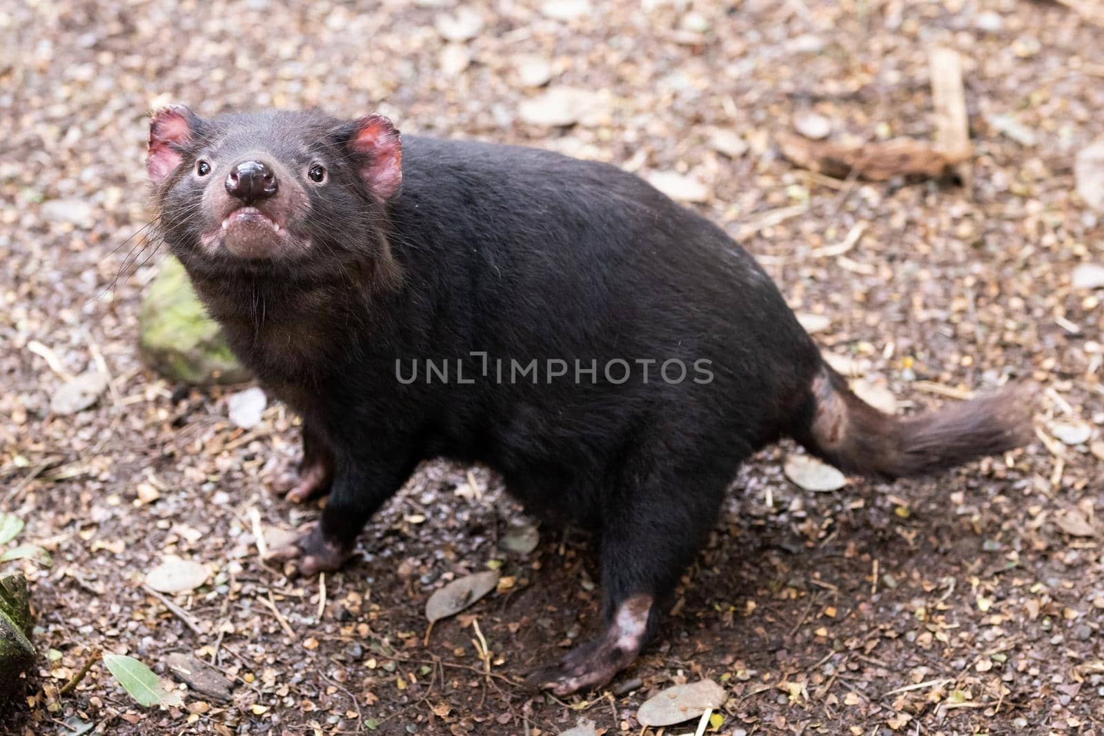 The iconic Tasmanian Devil in a natural environment on a cool spring day near Cradle Mountain, Tasmania, Australia
