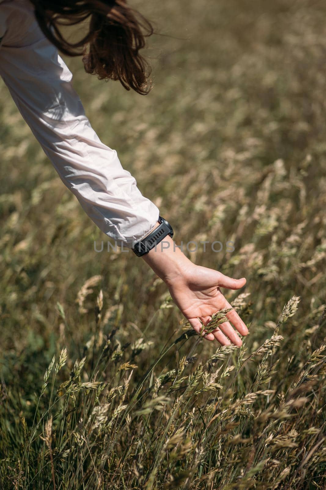 Female hand touches ears of ripe yellow wheat in a field A woman enjoys nature during the travel in country side