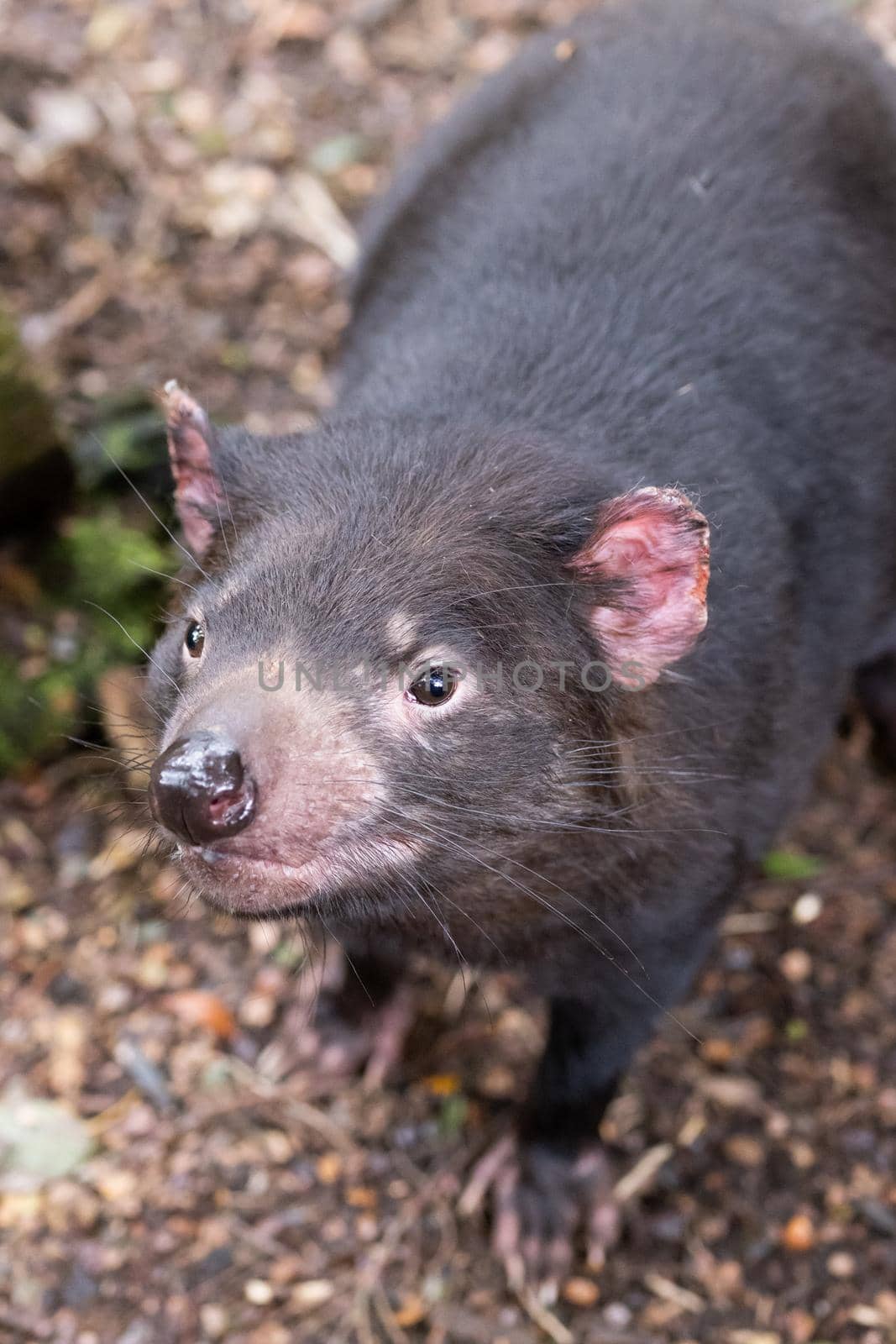 The iconic Tasmanian Devil in a natural environment on a cool spring day near Cradle Mountain, Tasmania, Australia