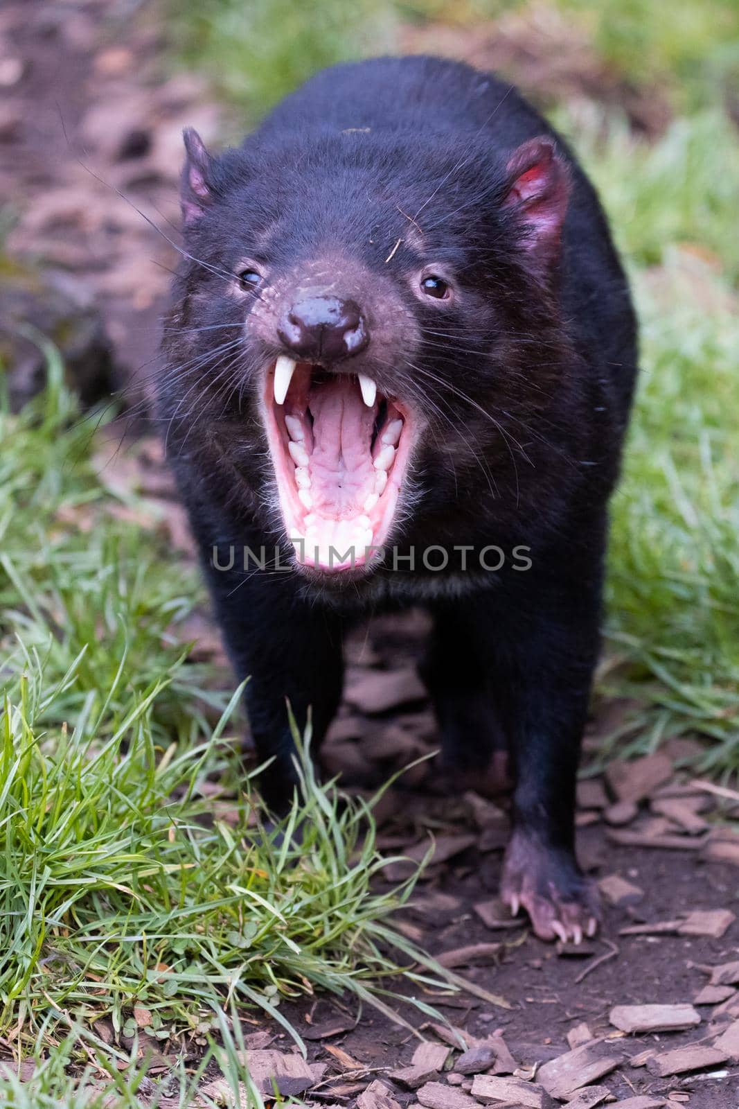 The iconic Tasmanian Devil in a natural environment on a cool spring day near Cradle Mountain, Tasmania, Australia