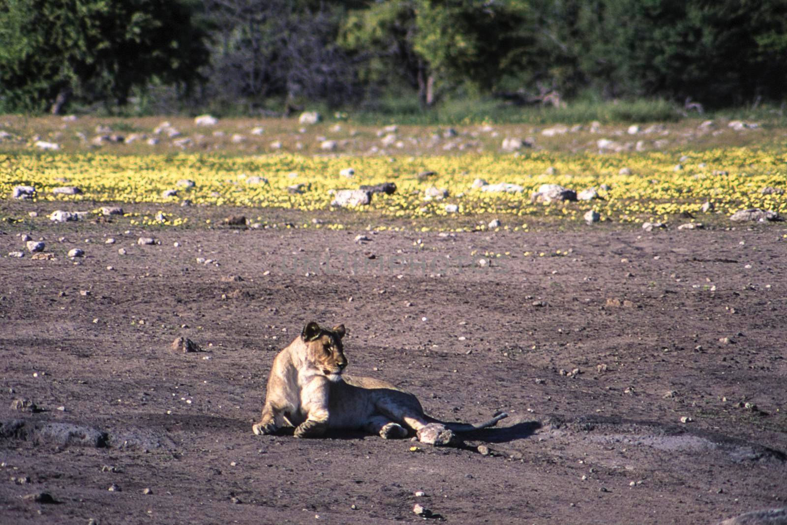 lion (panthera leo) etosha national park, namibia, africa
