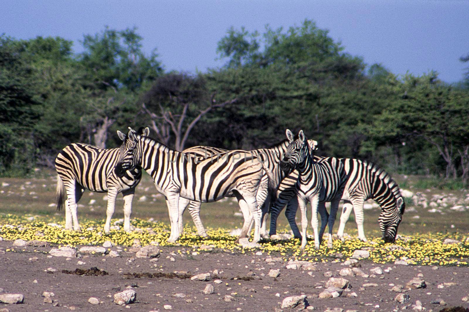 plains zebra (equus burchellii) etosha national park, namibia, africa