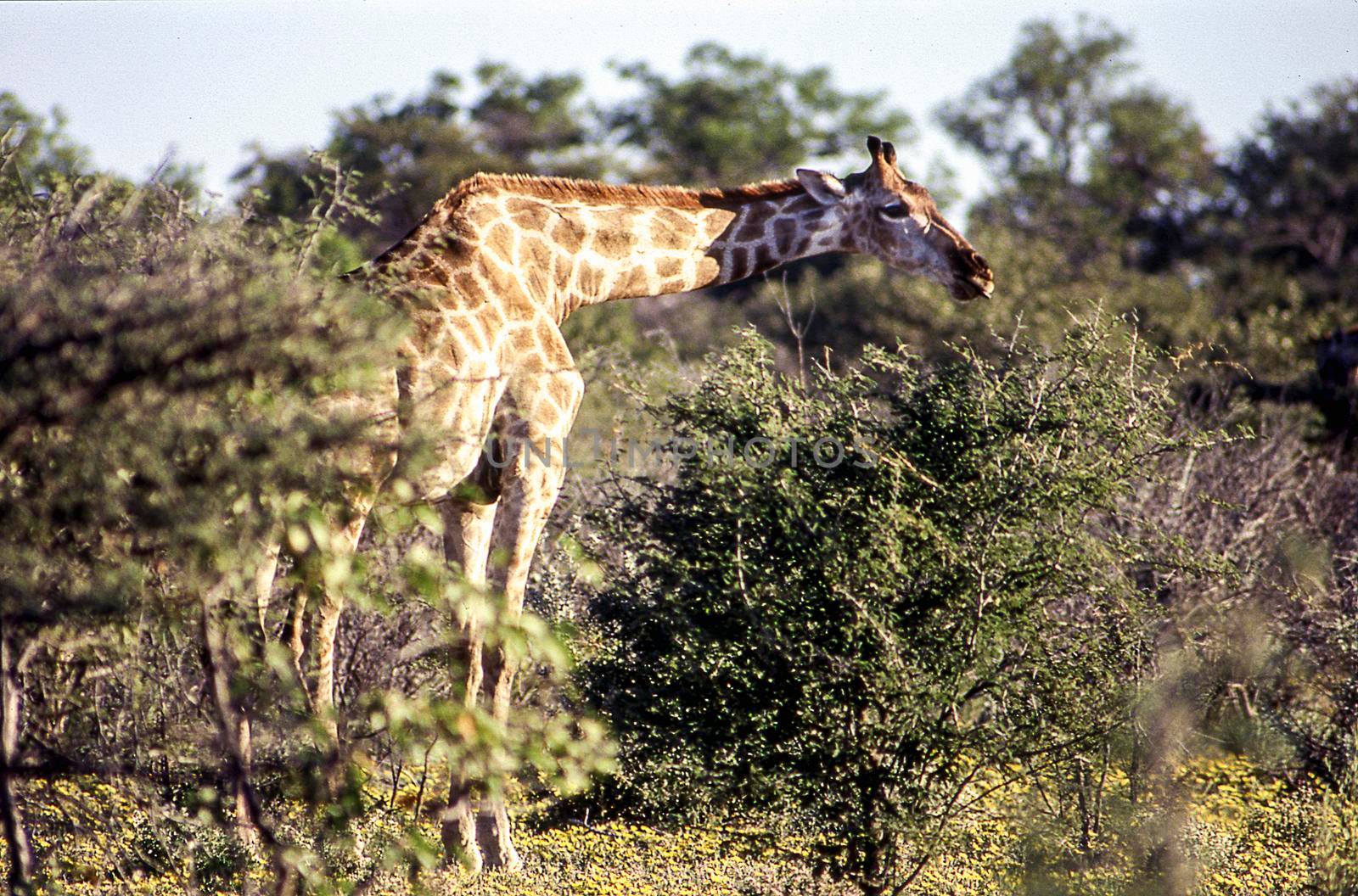 giraffe (giraffa camelopardalis) etosha national park, namibia, africa