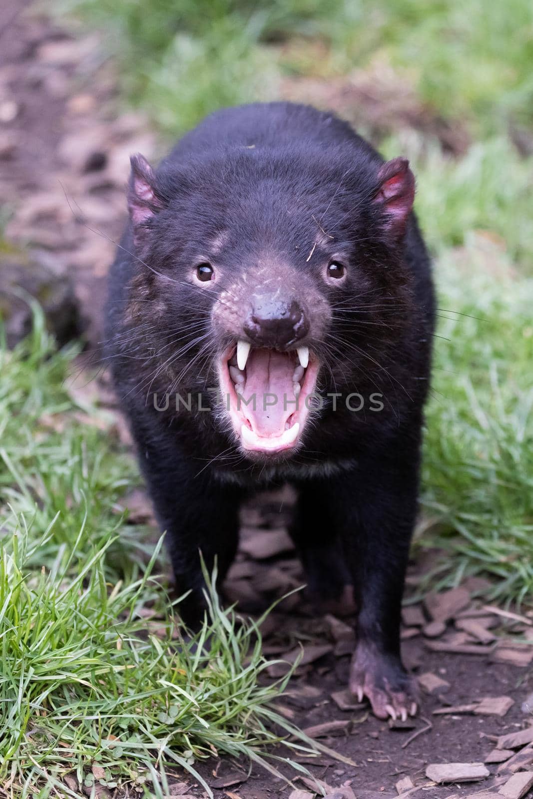 The iconic Tasmanian Devil in a natural environment on a cool spring day near Cradle Mountain, Tasmania, Australia