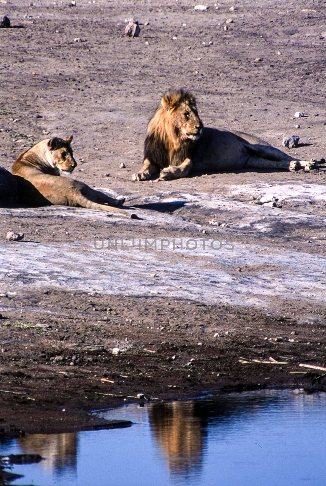 lion (panthera leo) etosha national park, namibia, africa
