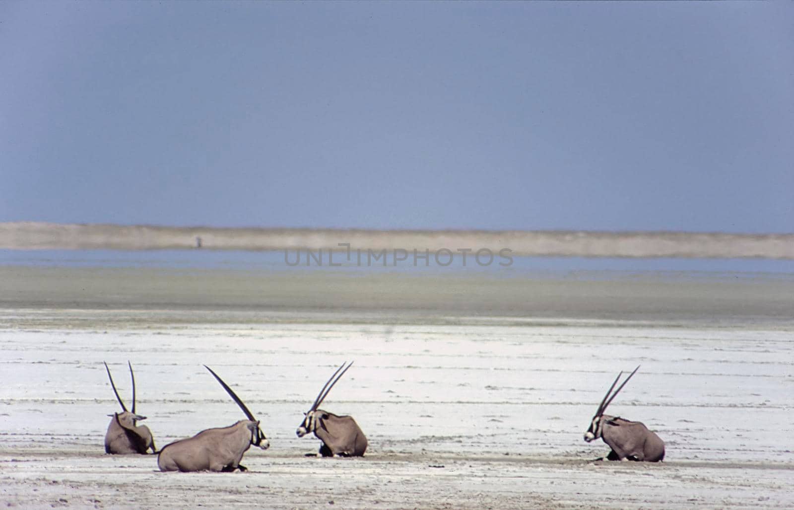 gemsbok (oryx gazella) etosha national park, namibia, africa