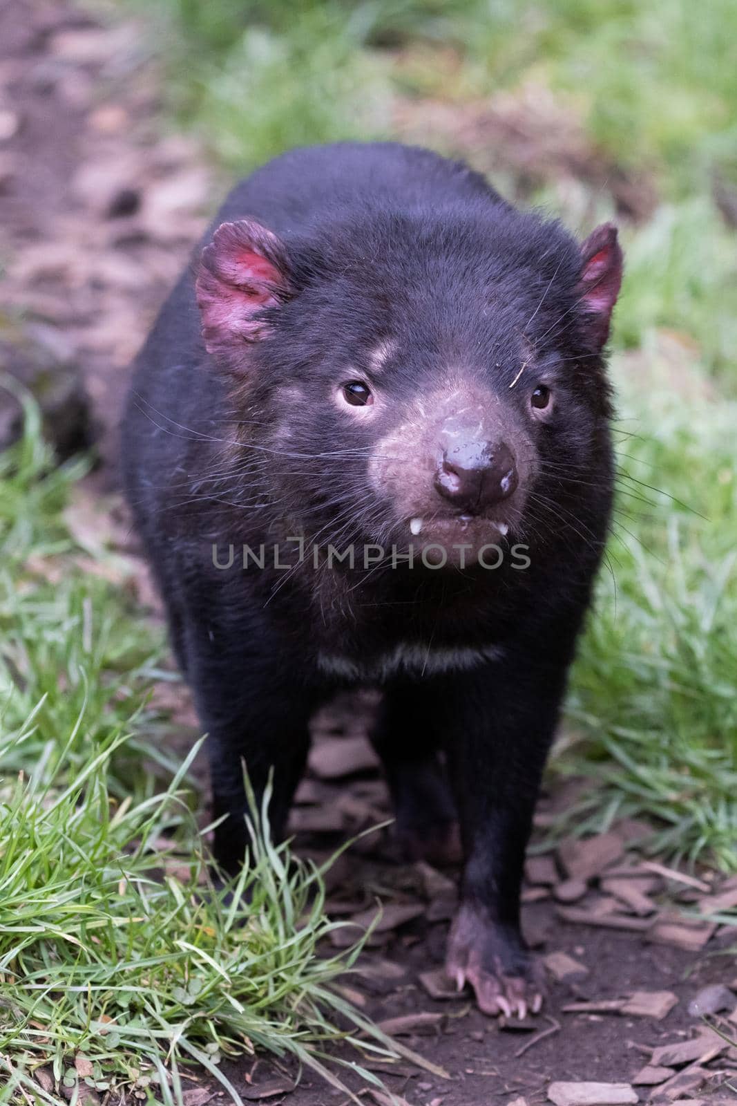 The iconic Tasmanian Devil in a natural environment on a cool spring day near Cradle Mountain, Tasmania, Australia