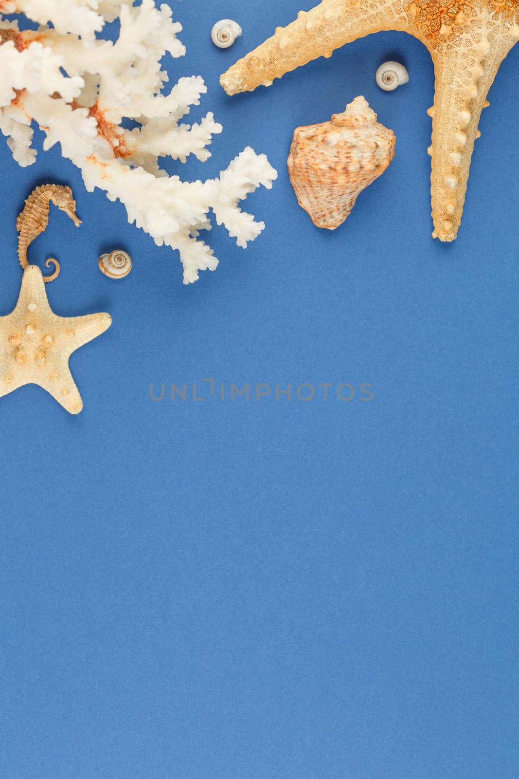 Seashells of sea molluscs with starfish on blue background. Photo top view with copyspace. Concept of a beach holiday on the coast. Flat lay.