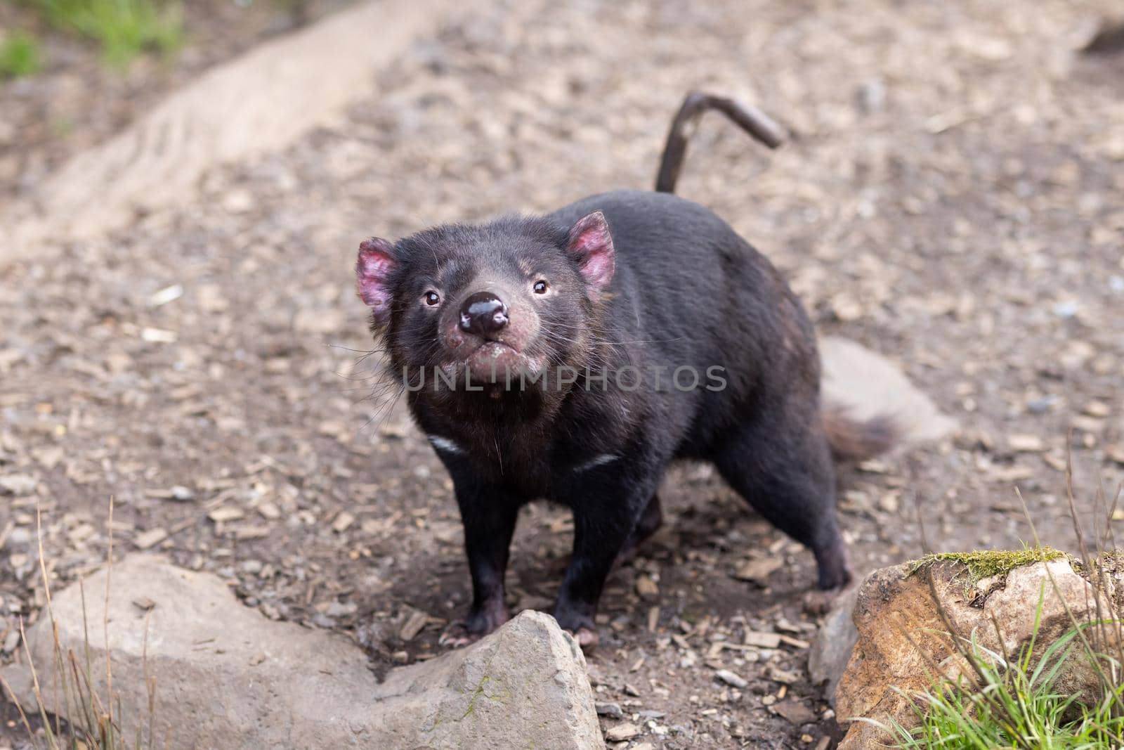The iconic Tasmanian Devil in a natural environment on a cool spring day near Cradle Mountain, Tasmania, Australia