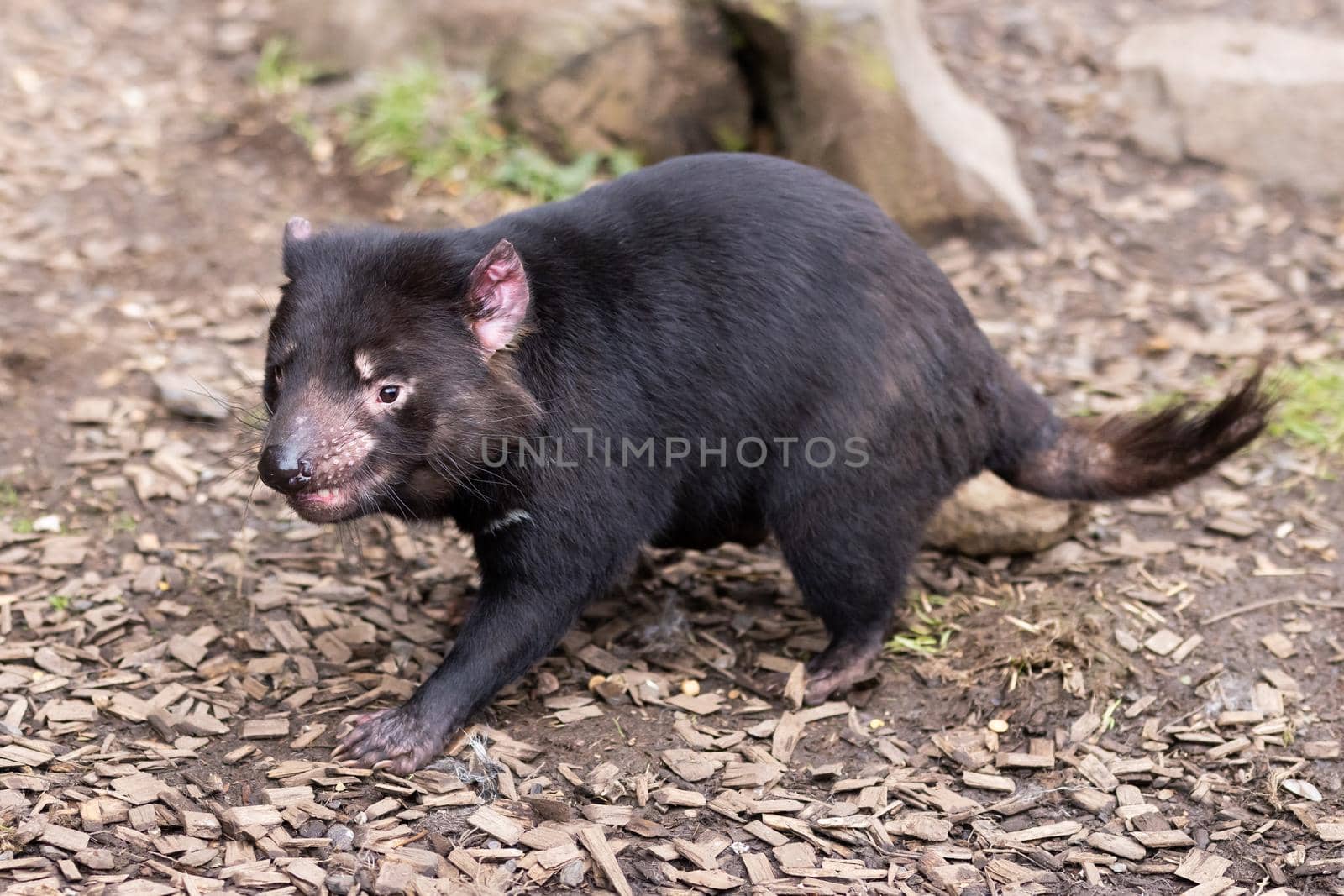 The iconic Tasmanian Devil in a natural environment on a cool spring day near Cradle Mountain, Tasmania, Australia