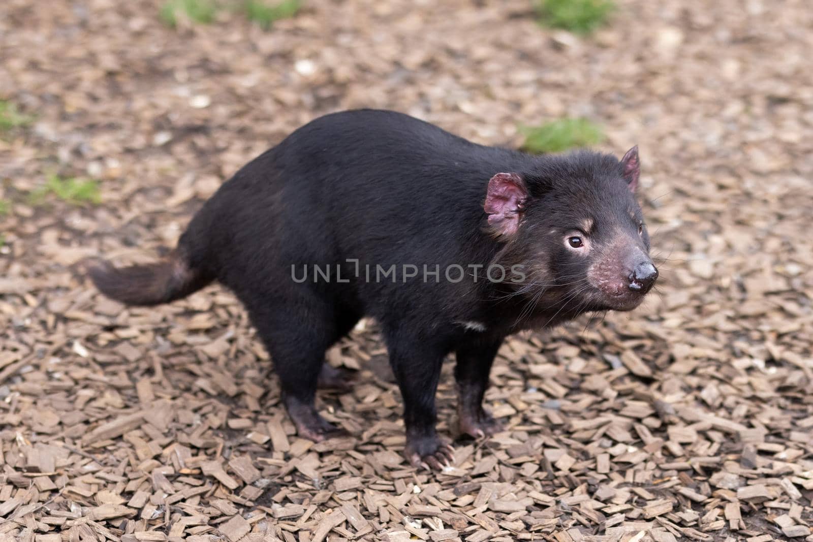 The iconic Tasmanian Devil in a natural environment on a cool spring day near Cradle Mountain, Tasmania, Australia