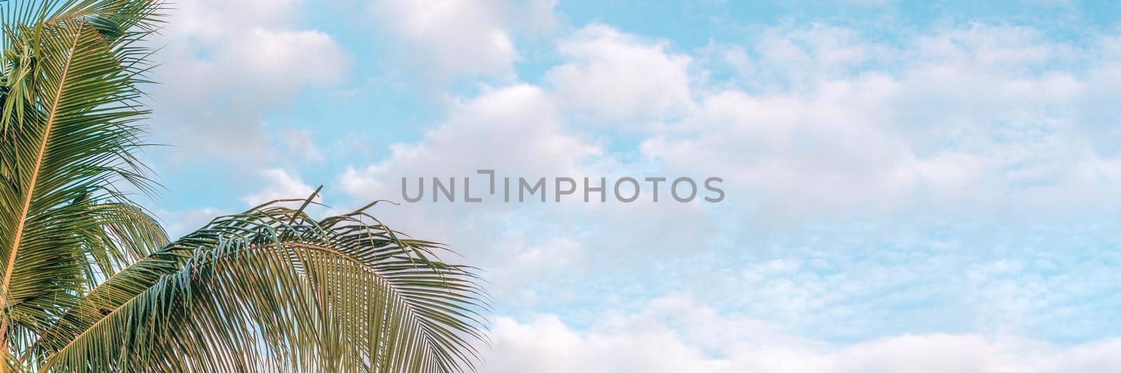 BANNER, LONG FORMAT Atmosphere panorama white cloud sky alone tropical palm tree background summer by nandrey85