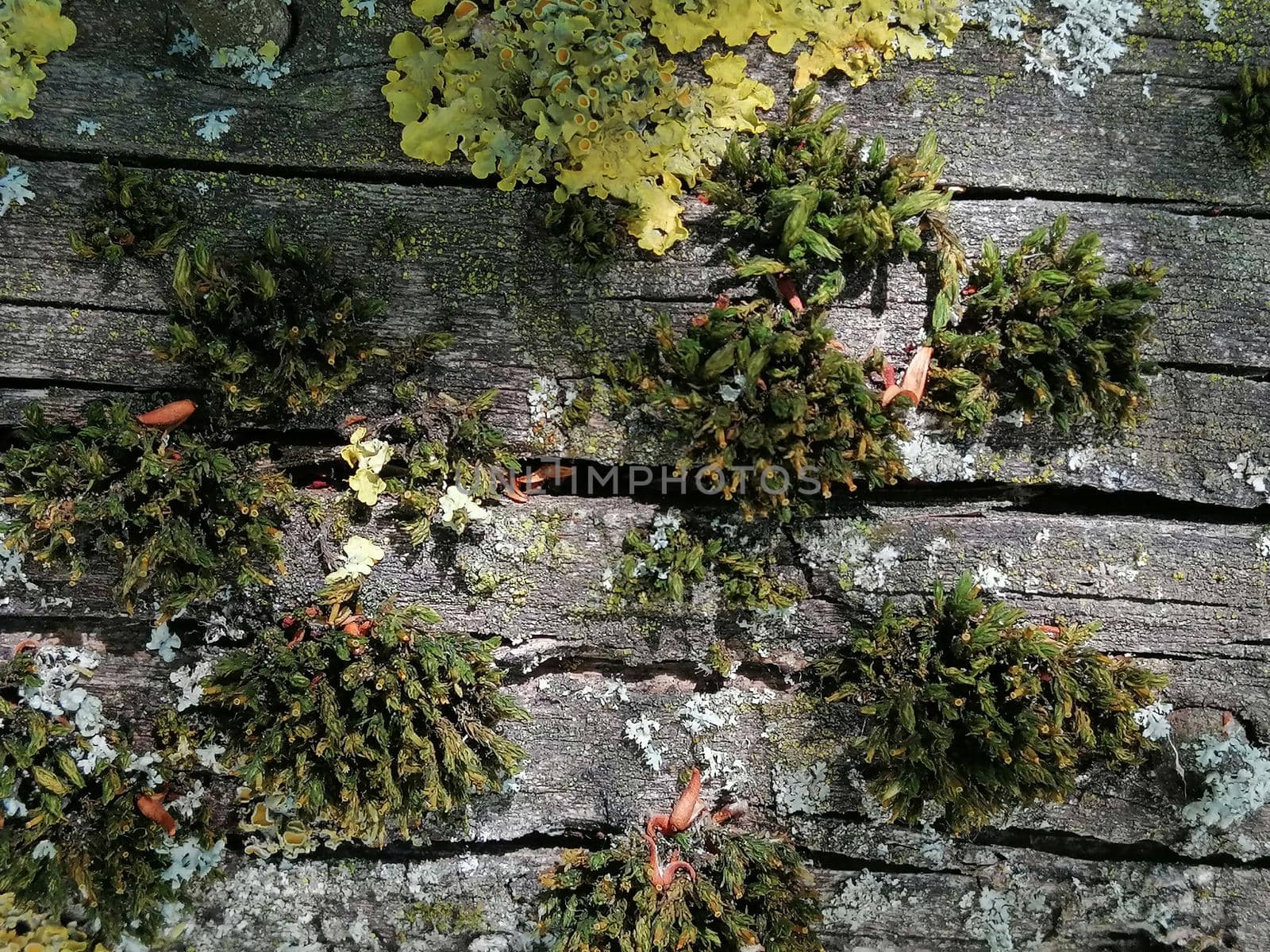 macro texture of bark with green moss . Close up photo by Lenkapenka