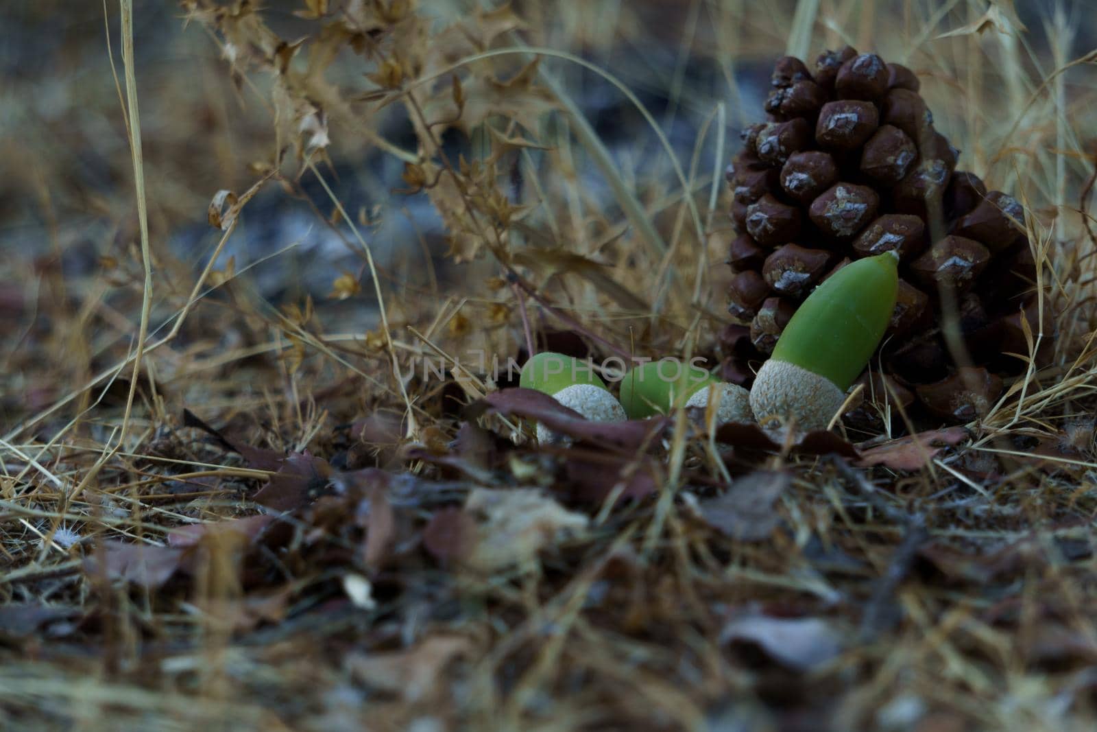 green acorns on a pine cone with leaf litter in the forest in autumn view