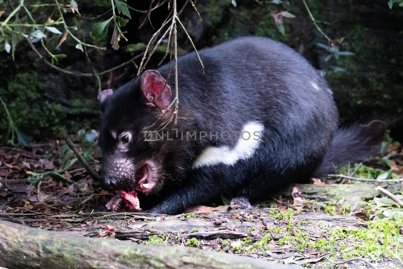 The iconic Tasmanian Devil in a natural environment on a cool spring day near Cradle Mountain, Tasmania, Australia