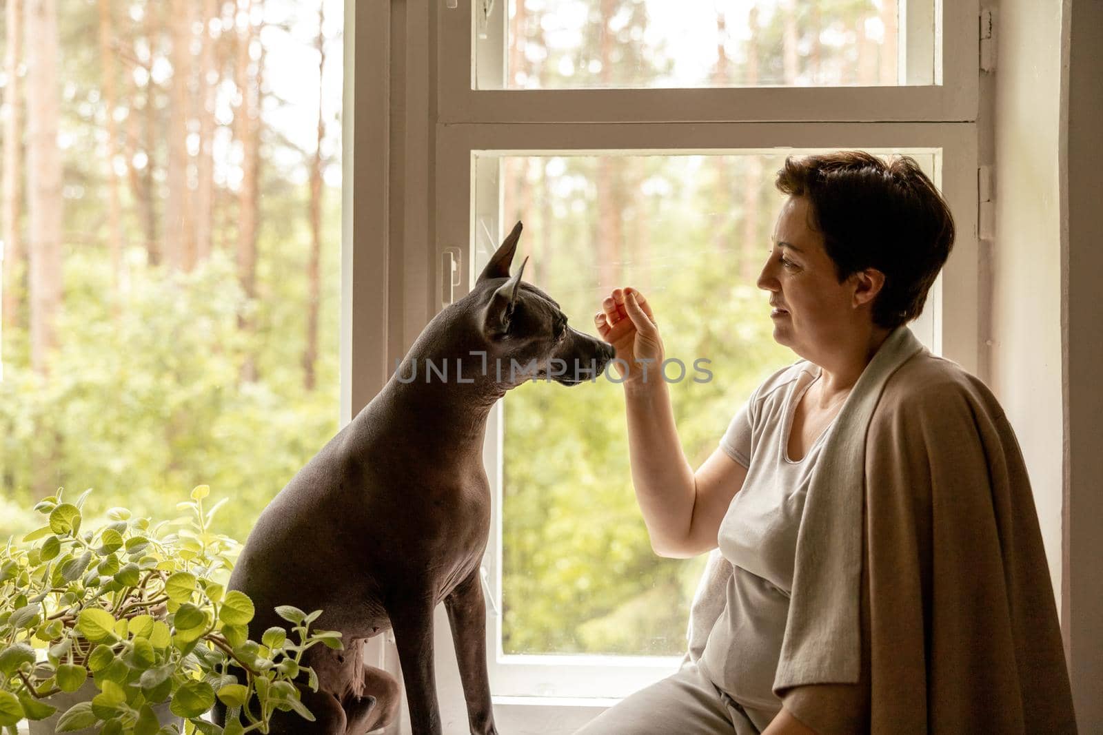 Middle age beautiful woman sitting on windowsill with her dog. 50-year-old woman spending time with her Mexican hairless dog at home. Xoloitzquintle, xolo breed. Dog as best friend, family member. by creativebird