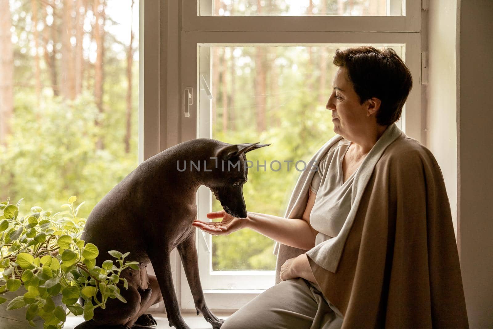 Middle age beautiful woman sitting on windowsill with her dog. 50-year-old woman spending time with her Mexican hairless dog at home. Xoloitzquintle, xolo breed. Dog as best friend, family member