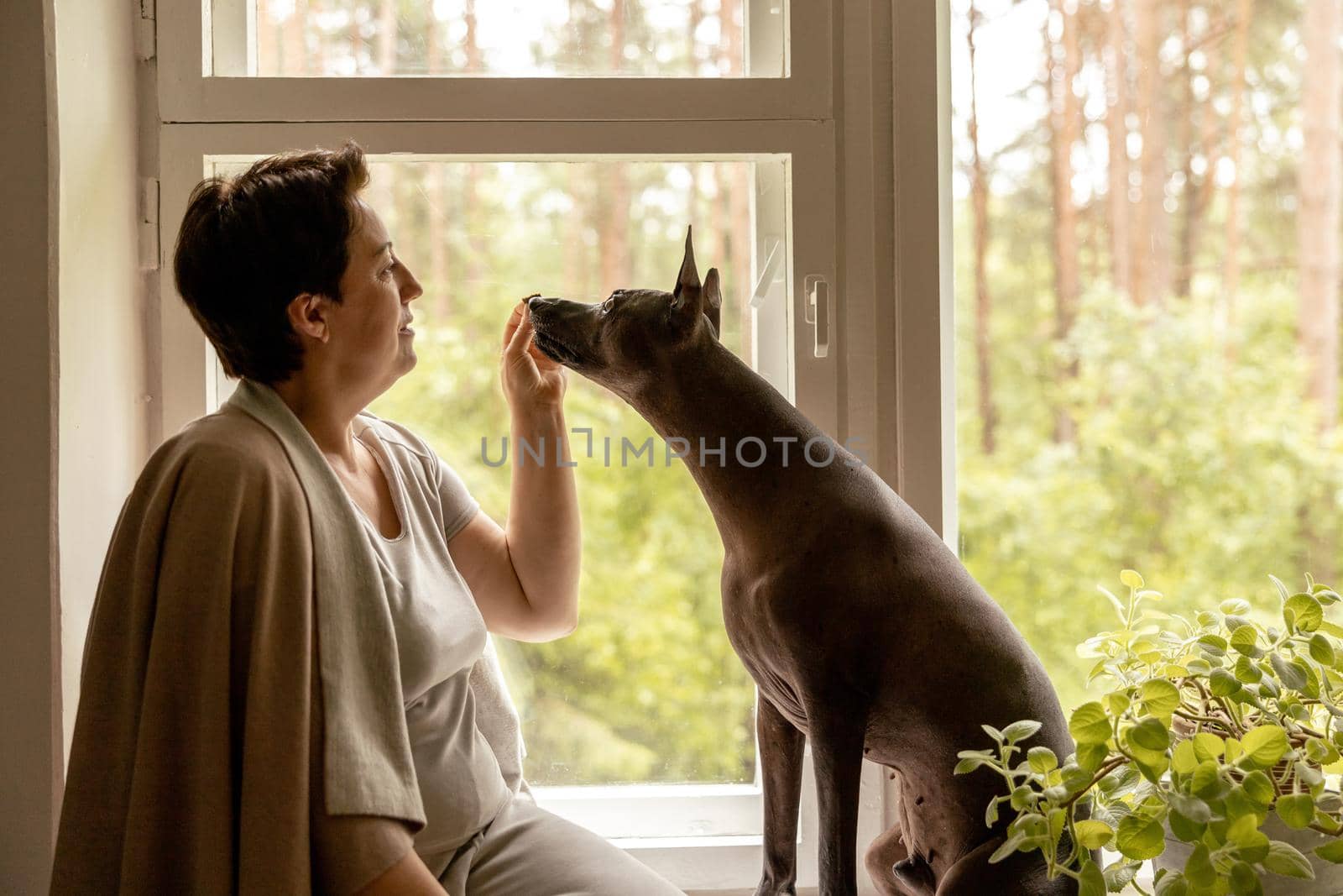 Middle age beautiful woman sitting on windowsill with her dog. 50-year-old woman spending time with her Mexican hairless dog at home. Xoloitzquintle, xolo breed. Dog as best friend, family member